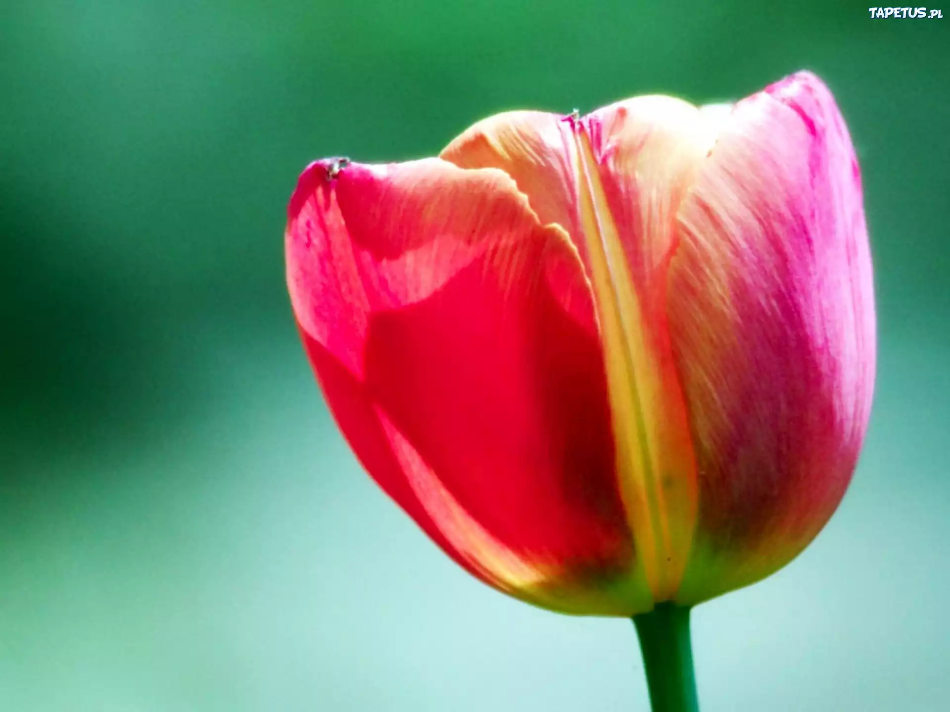 Kolorowy, Tulipan