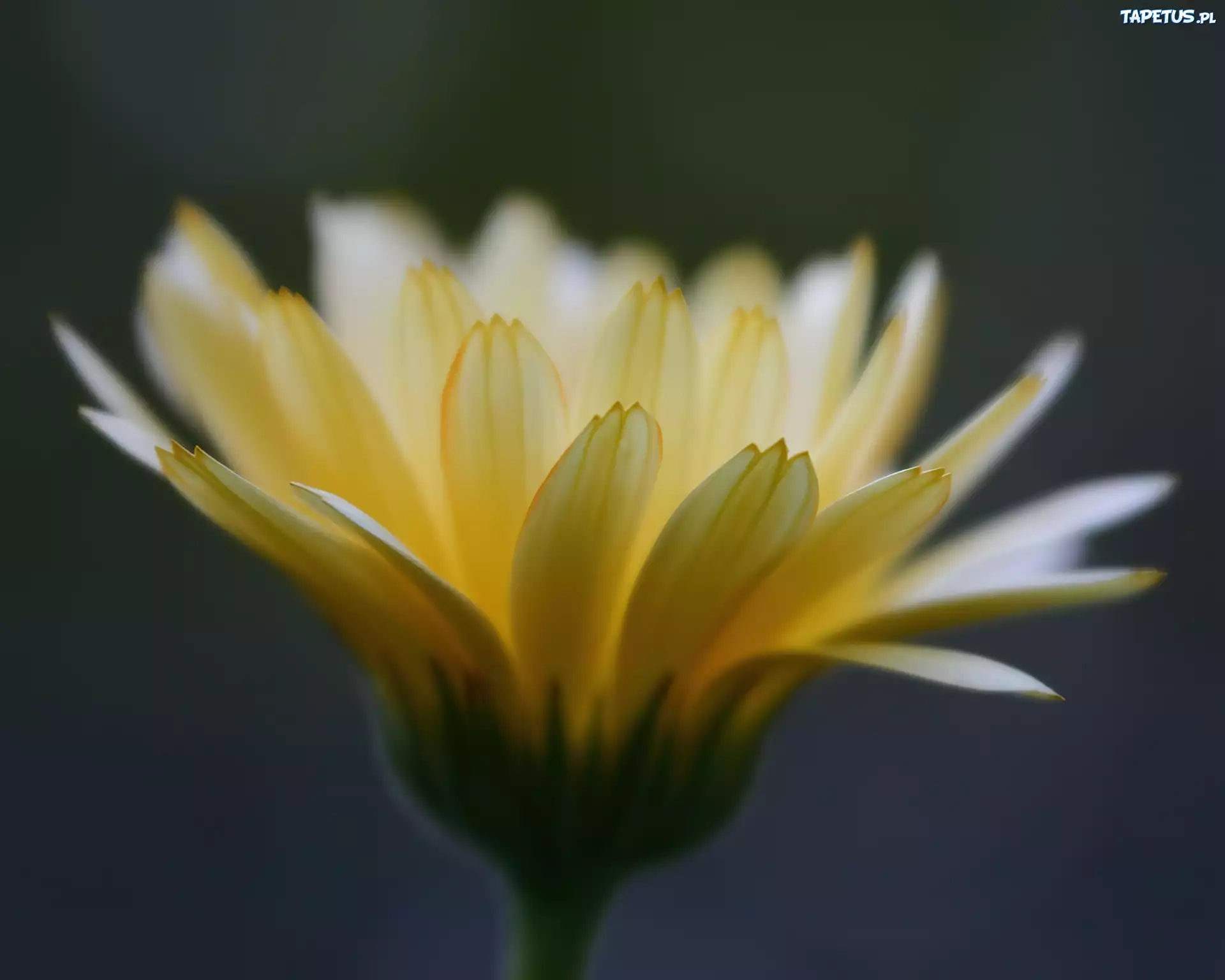 Żółta, Gerbera