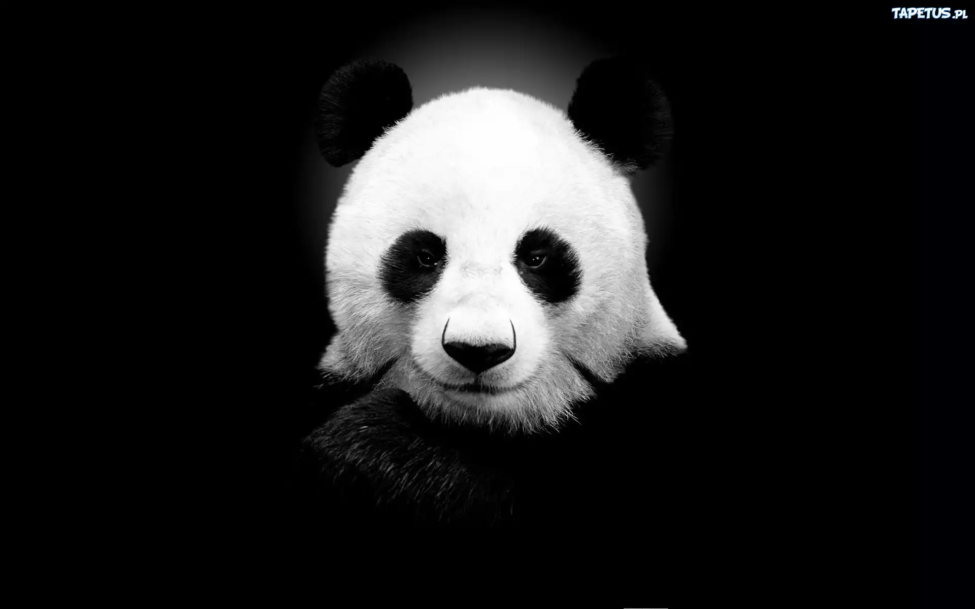 Czarno, Biała, Panda
