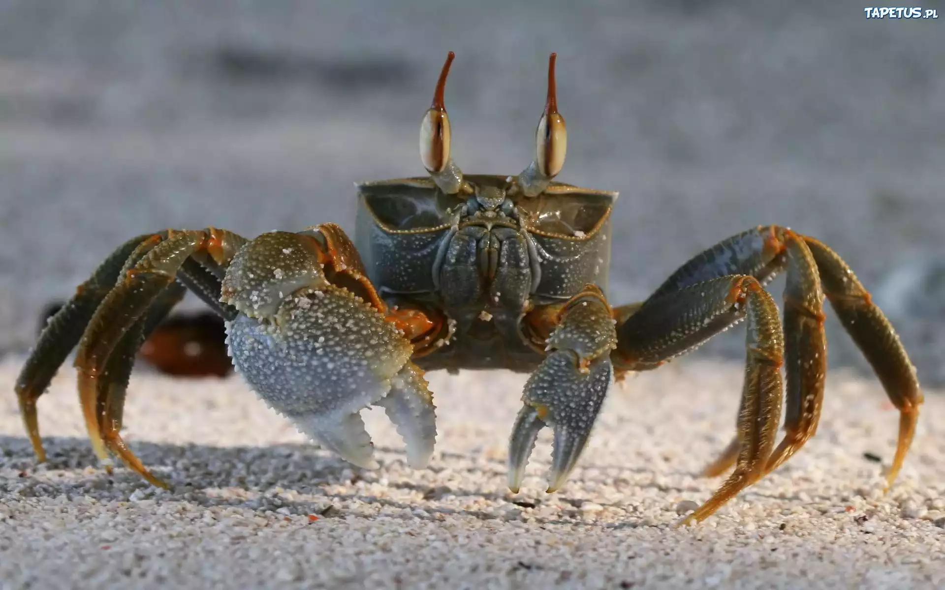 Krab, Szczypce