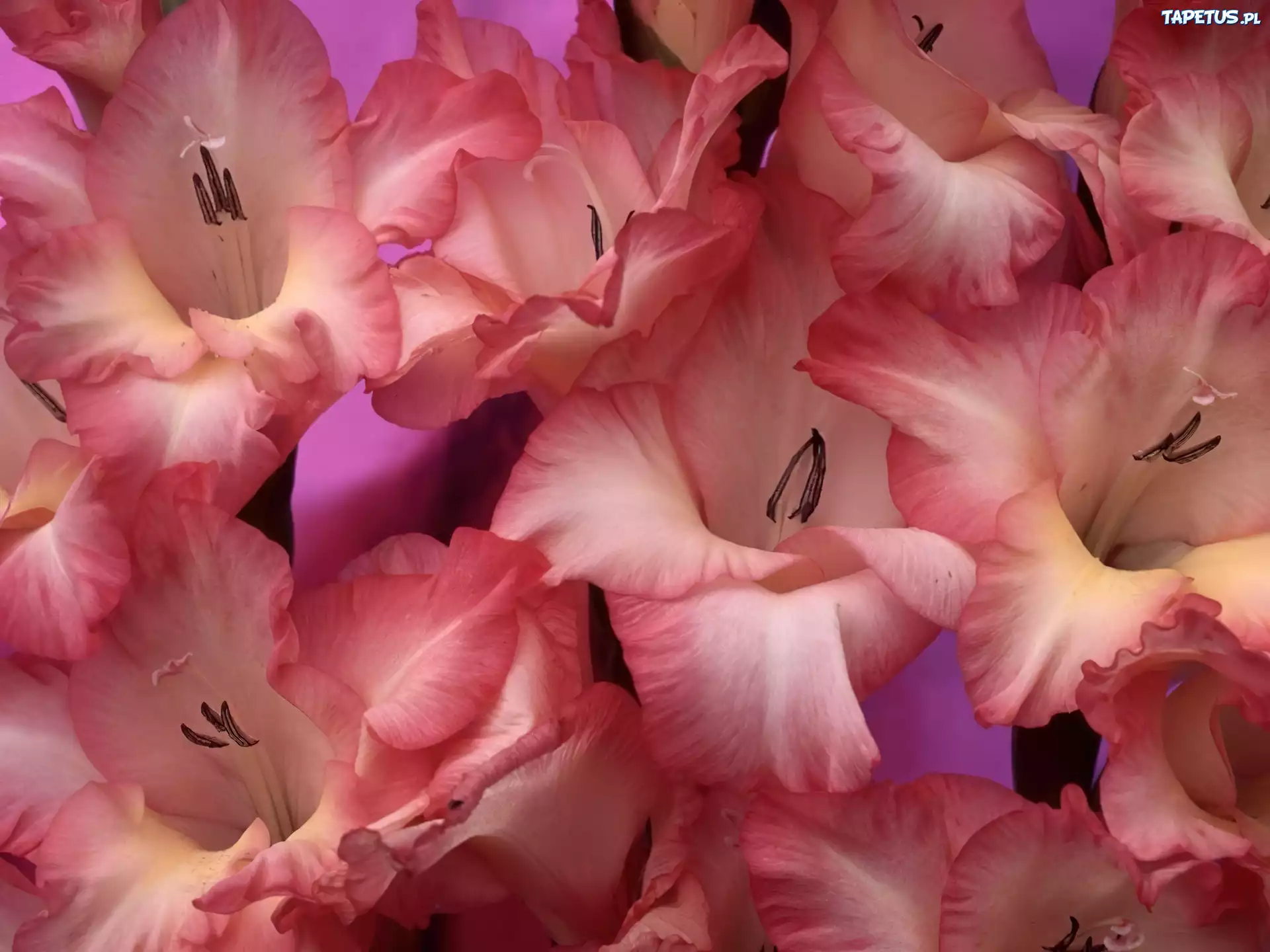 Mieczyki Gladiolus