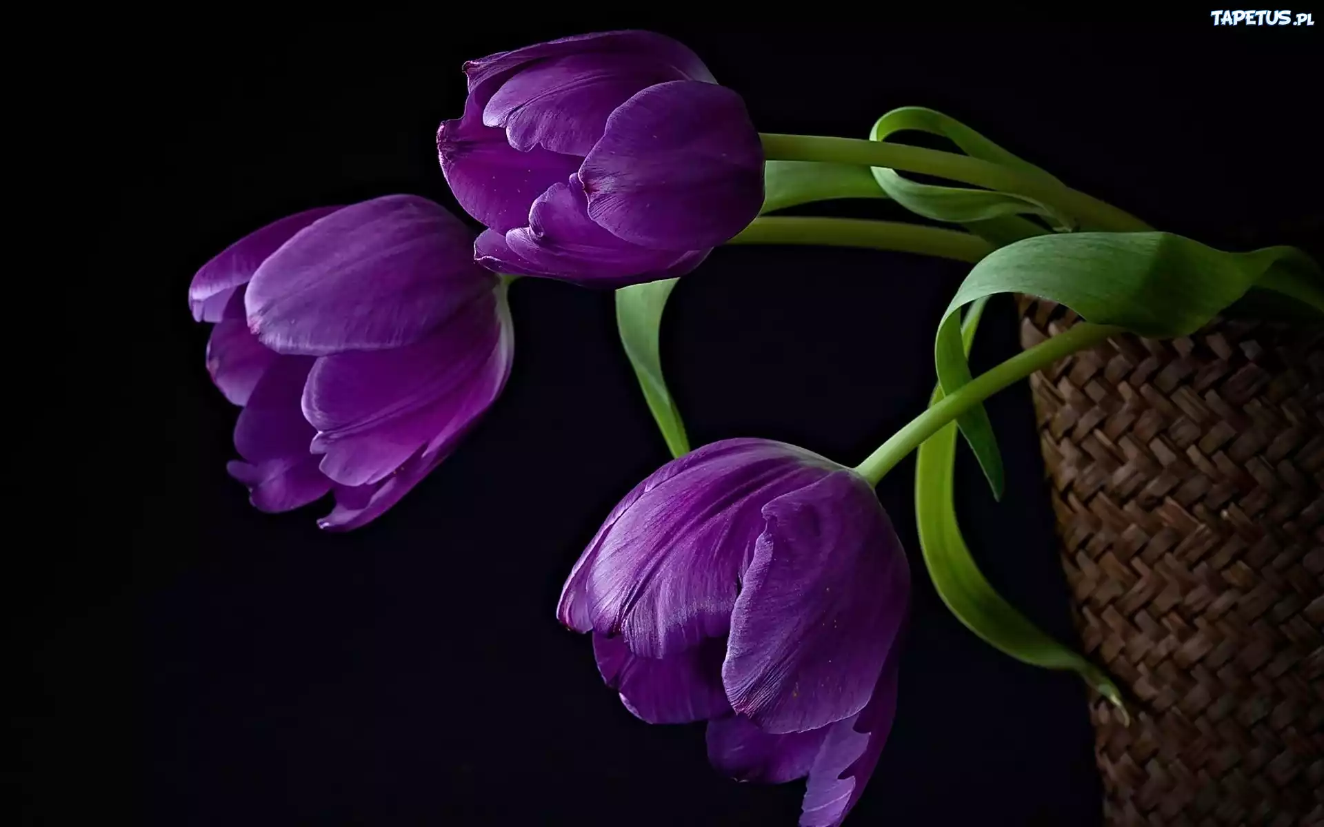 Fioletowe, Tulipany