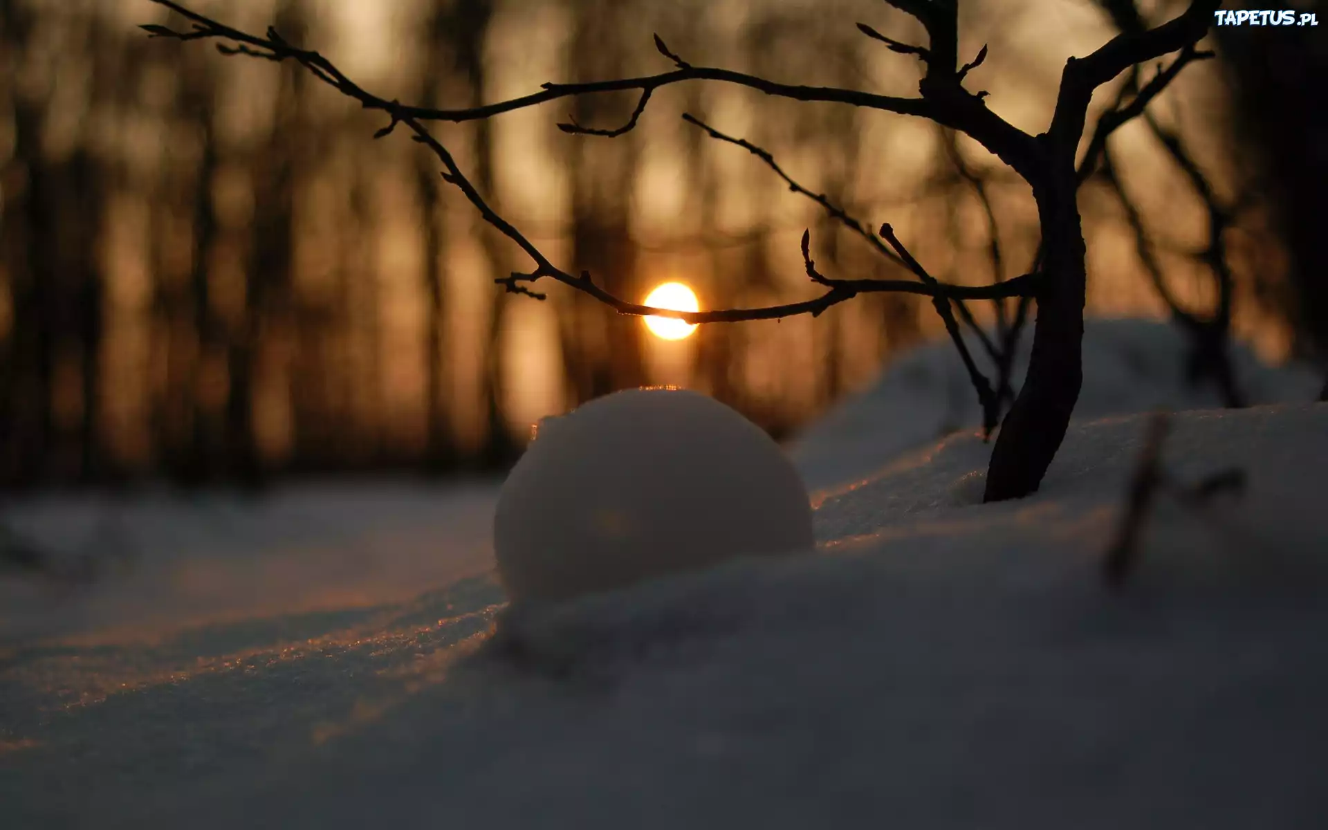 Odbicie, Słońca, Śnieg, Las