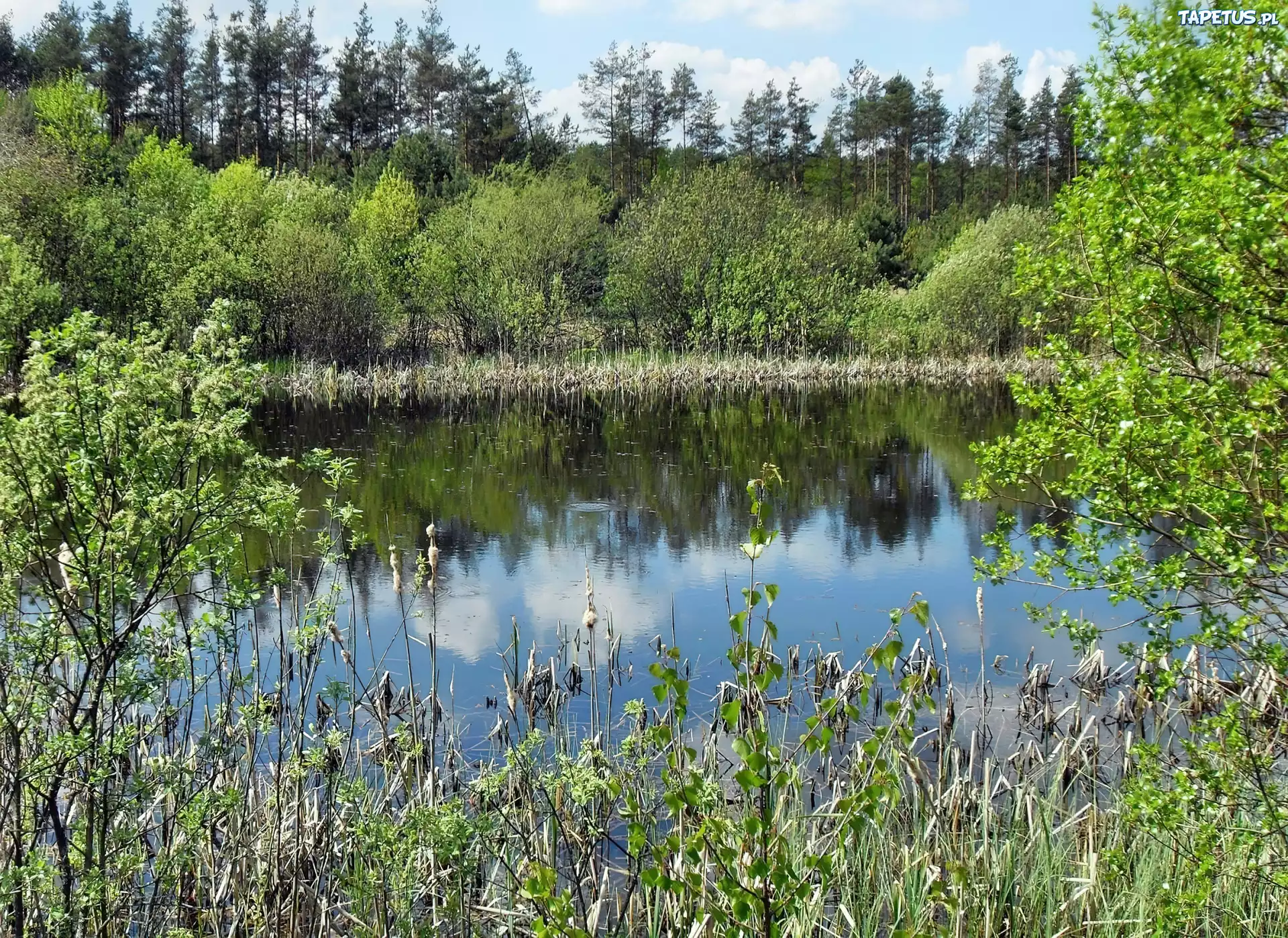 Wiosna, Jezioro, Zieleń