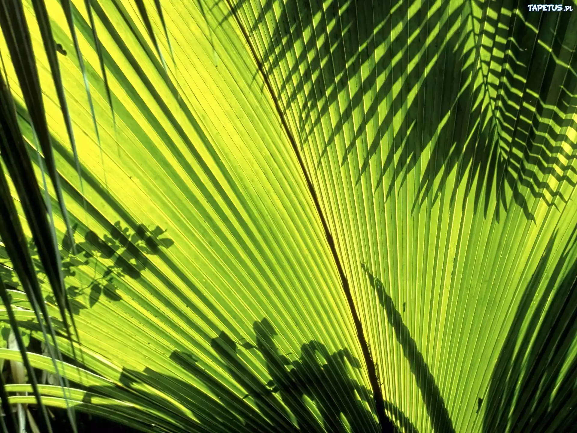 Liście, Palm