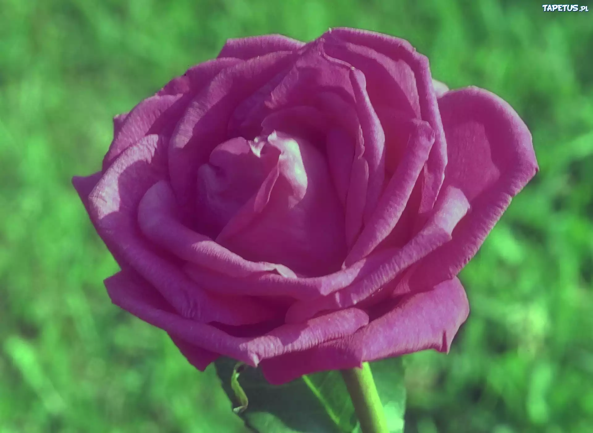 Liliowa, Róża