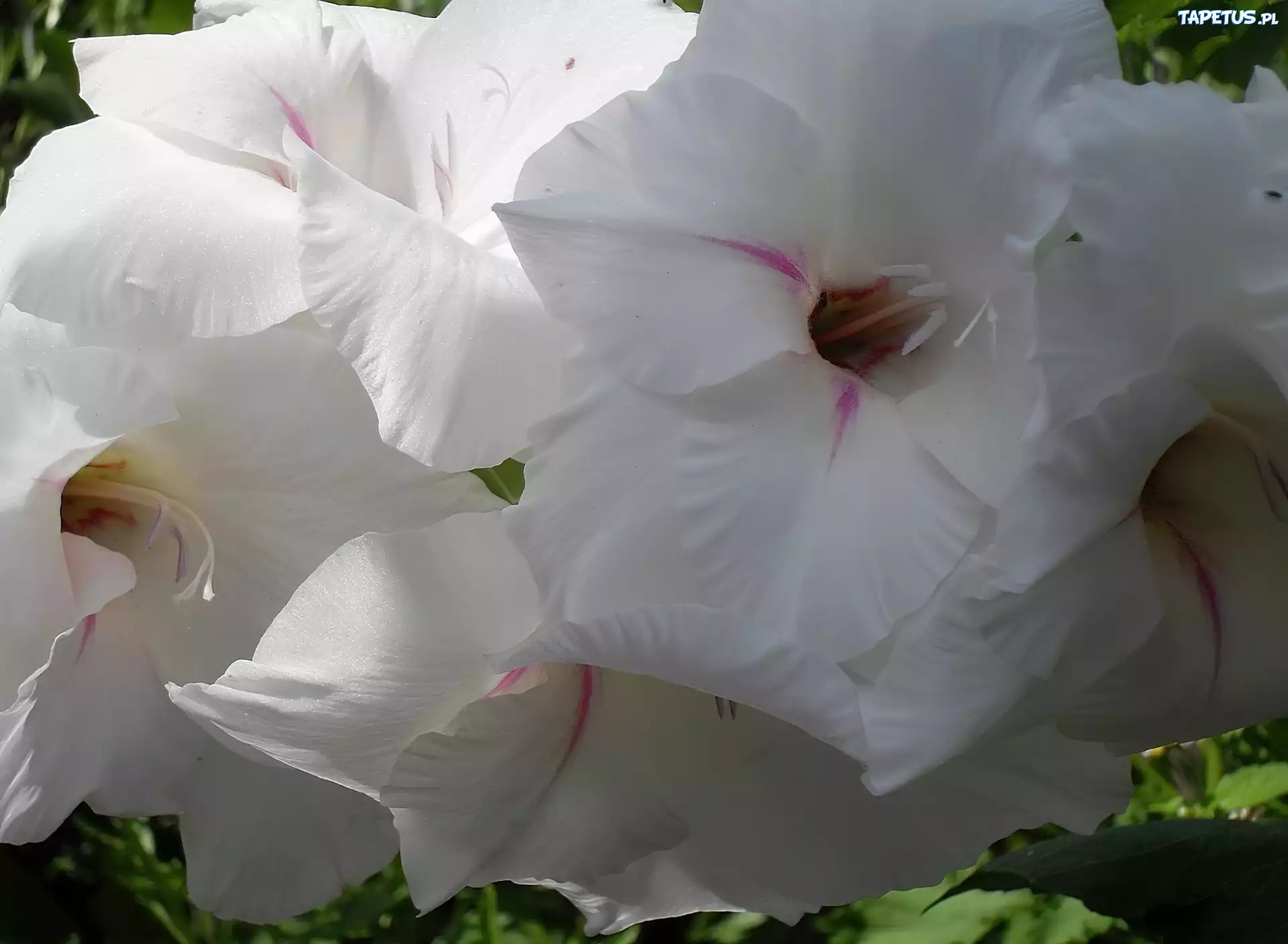 Biała, Gladiola