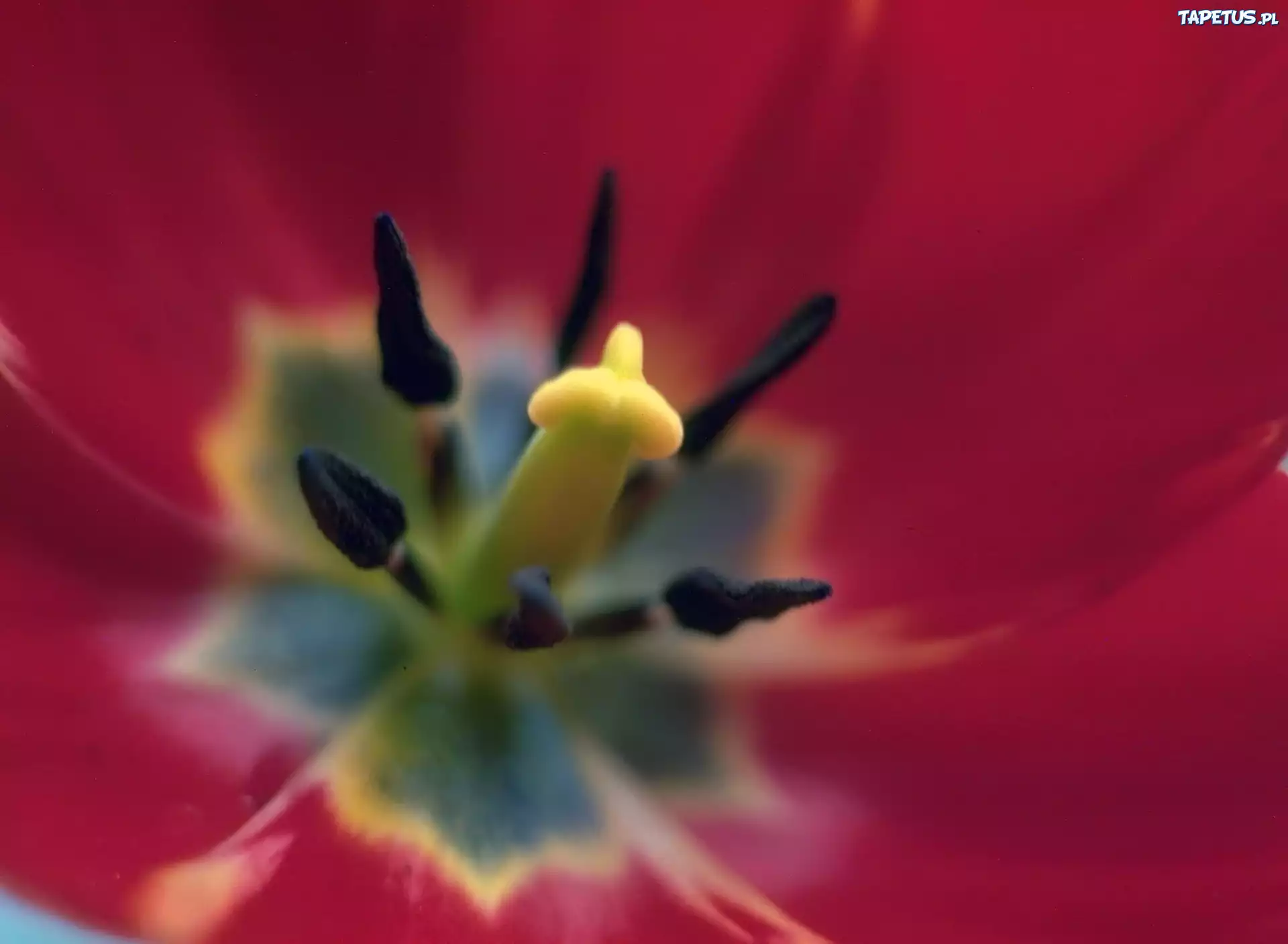 Środek, Czerwonego, Tulipana