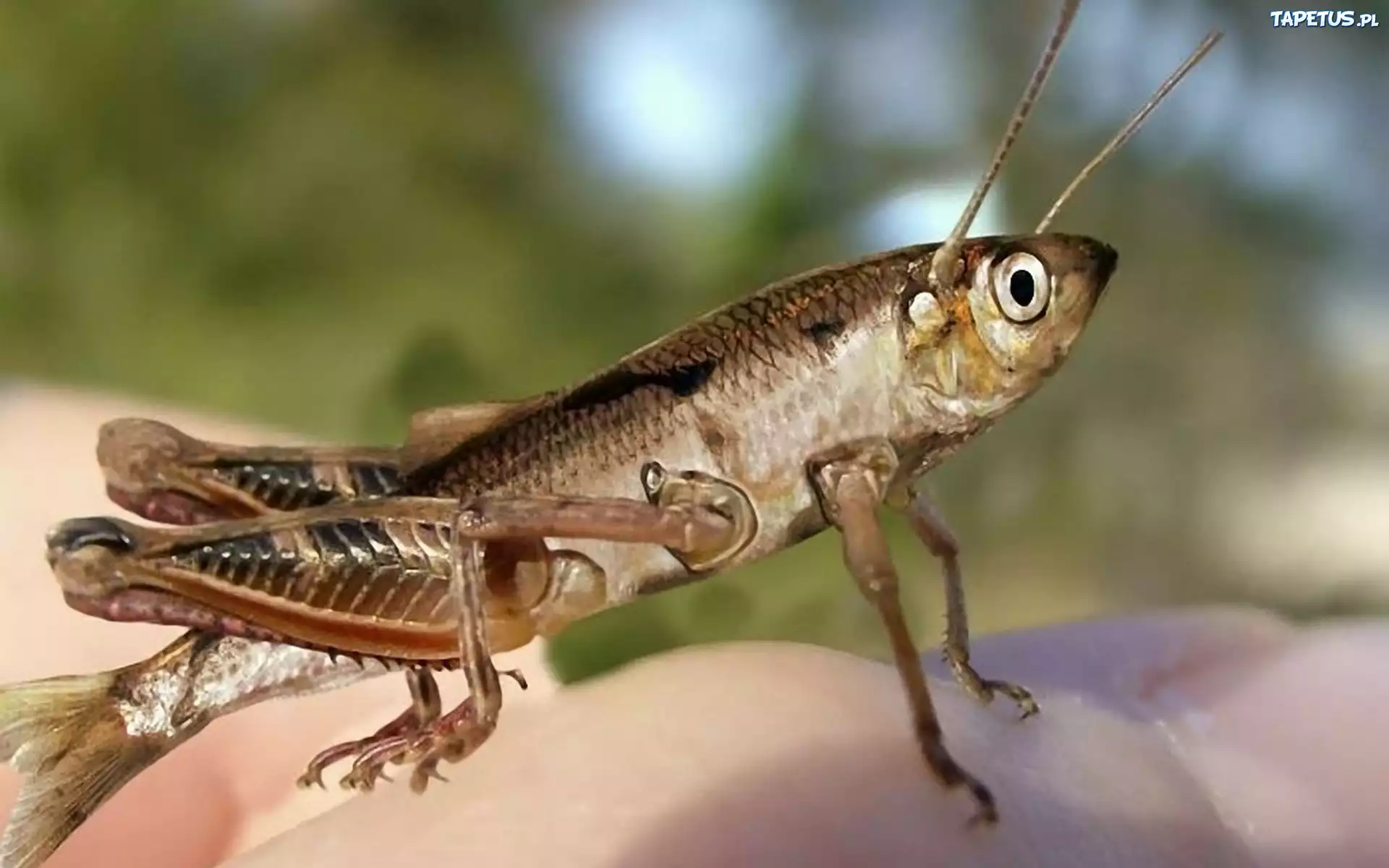 Rybo, Świerszcz