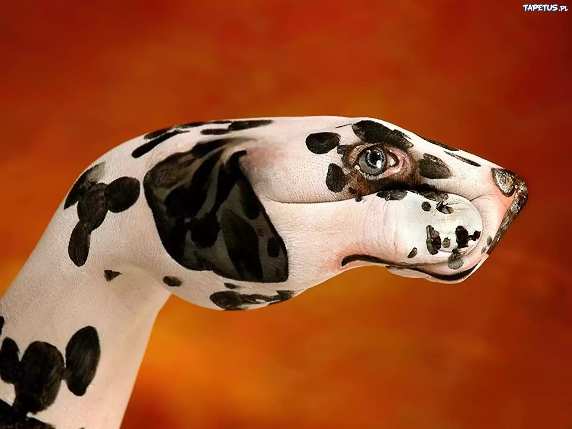 Bodypaint, Dalmatyńczyk