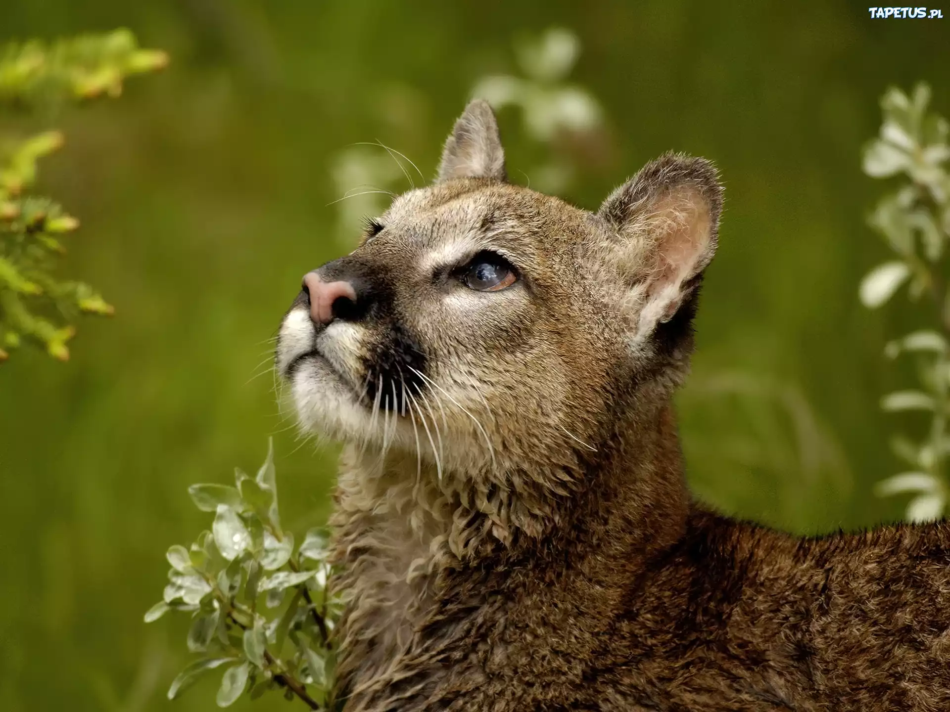 Puma, Sierść
