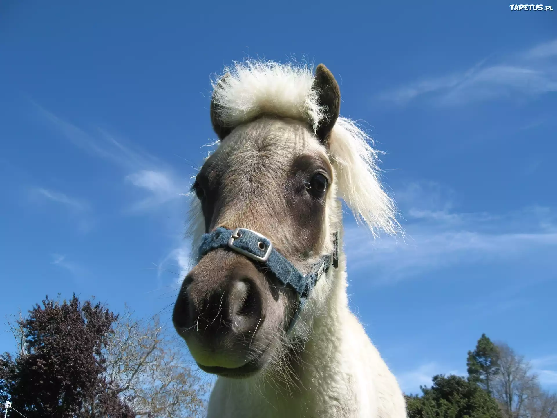 Mały, Pony