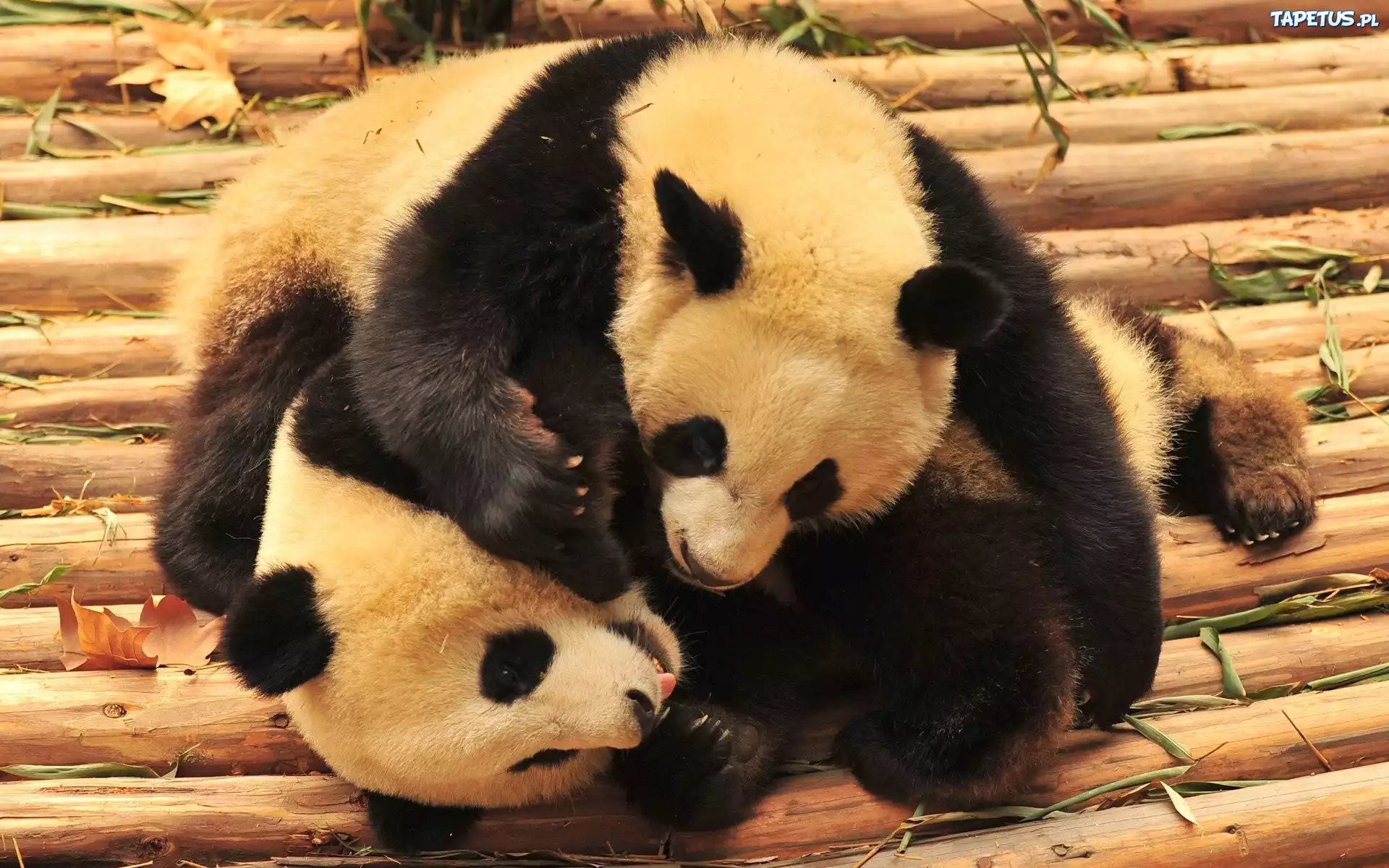 Pandy, ZOO