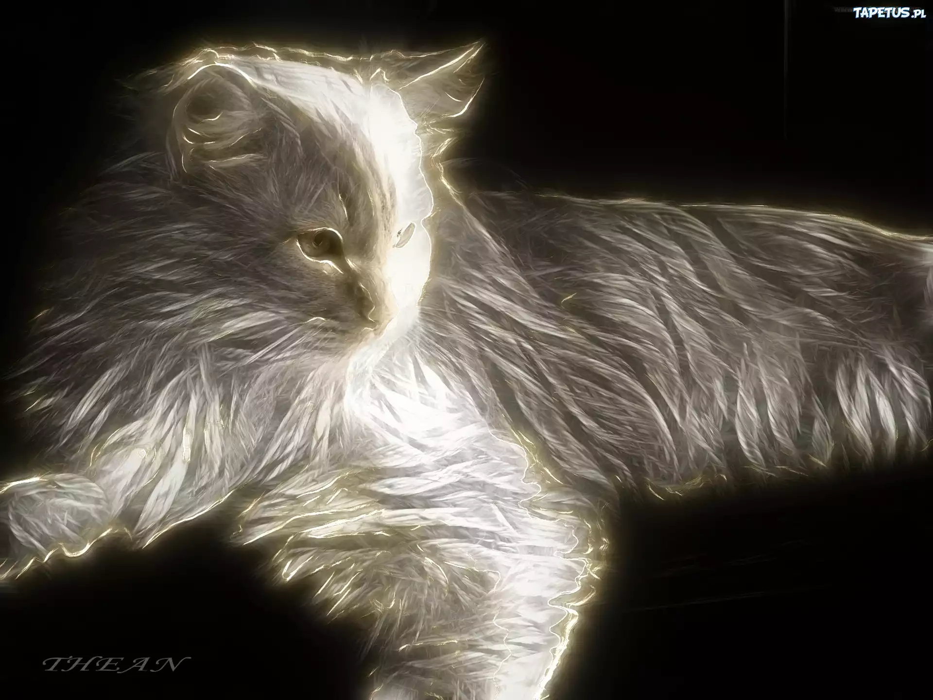 Kot, Fractalius
