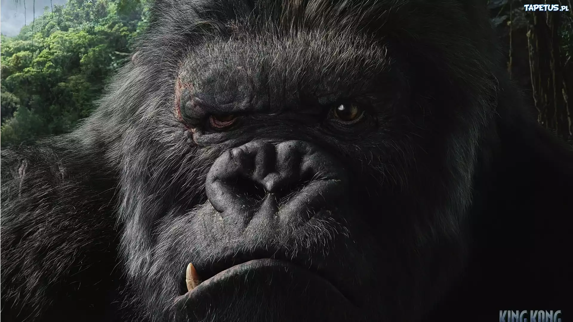 King, Kong