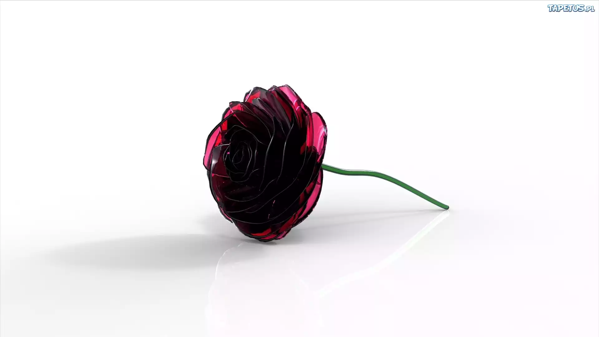 Róża, 3D