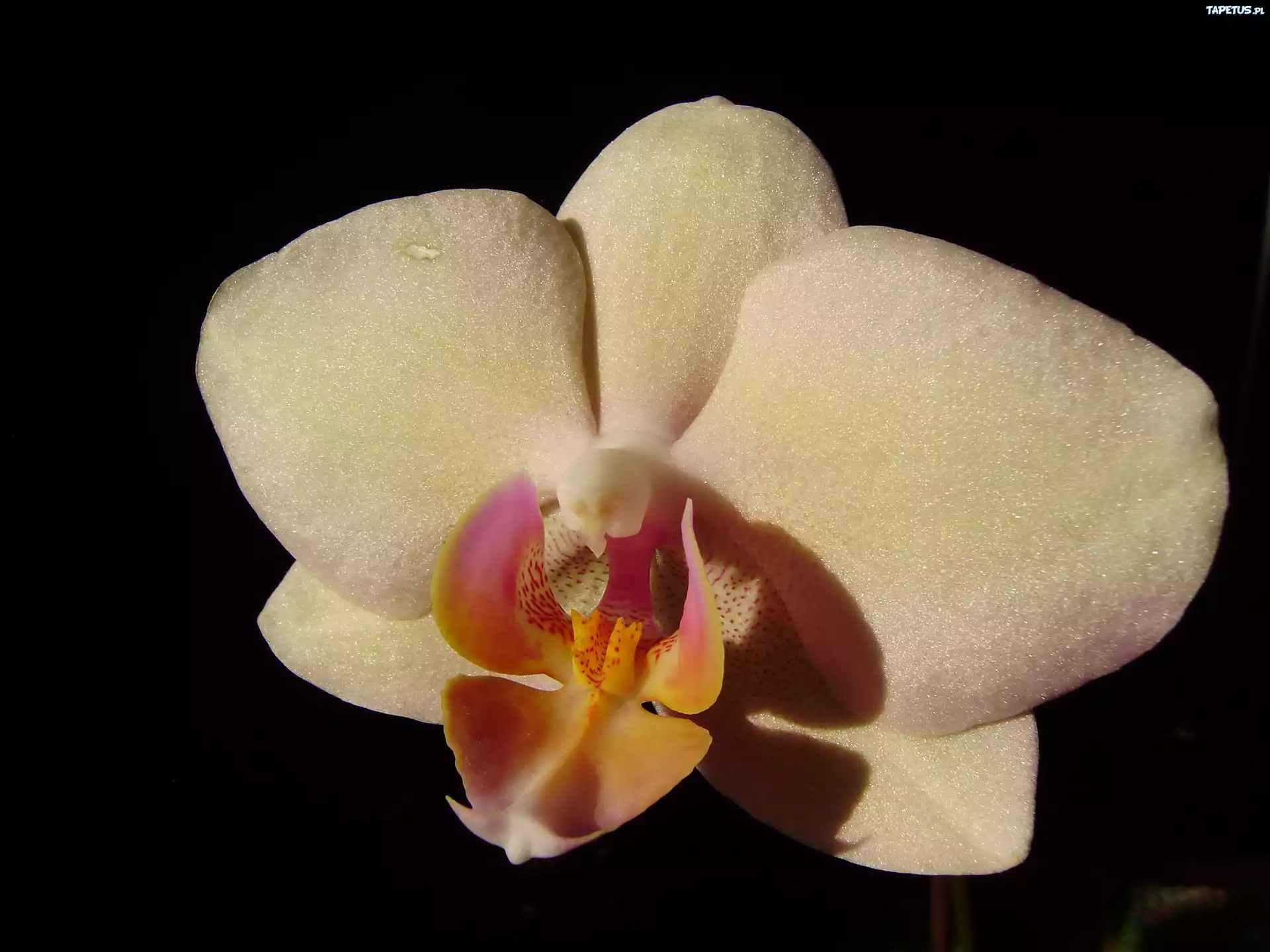 Storczyk, Phalaenopsis