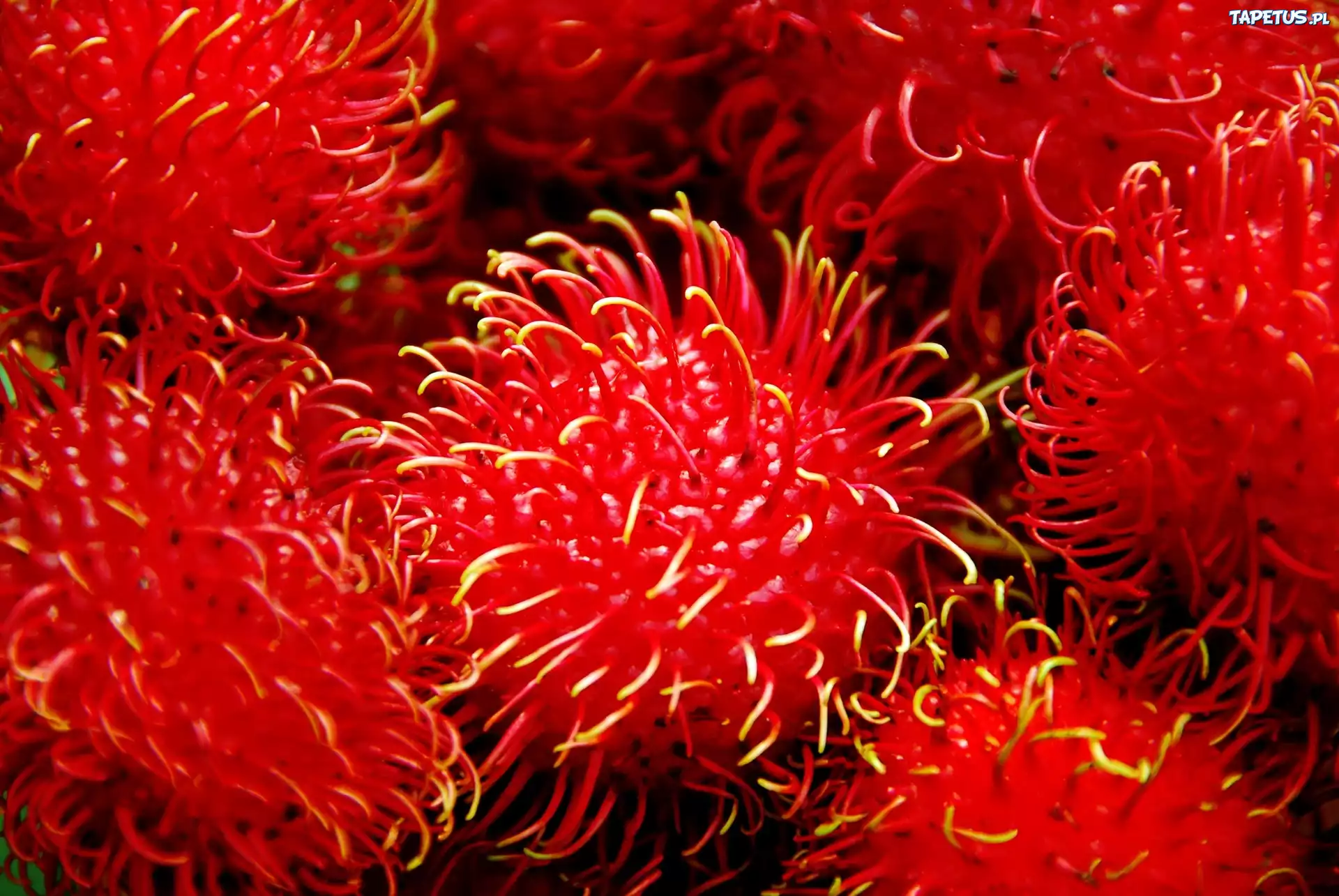 Rambutan