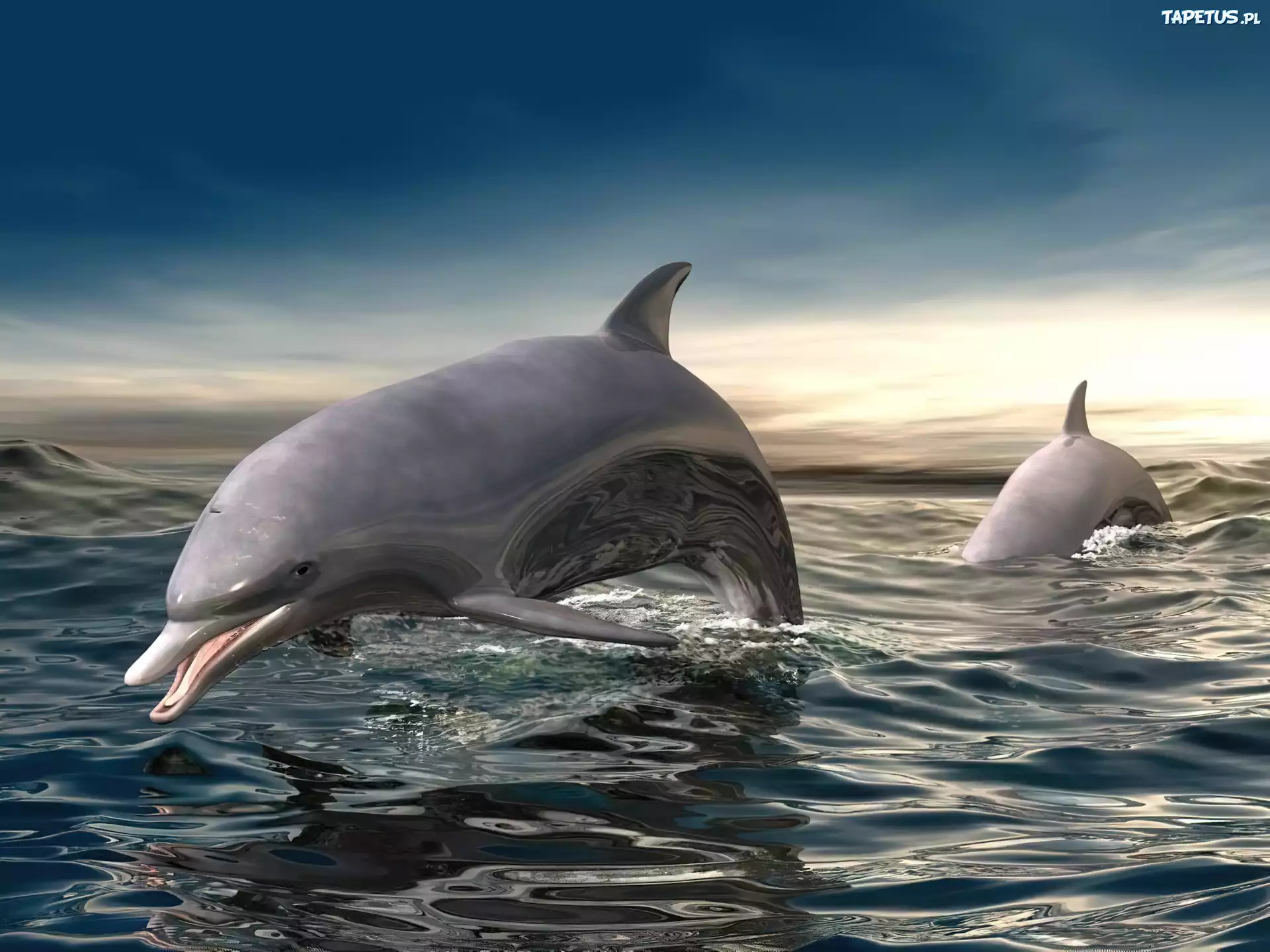 Delfiny, 3D