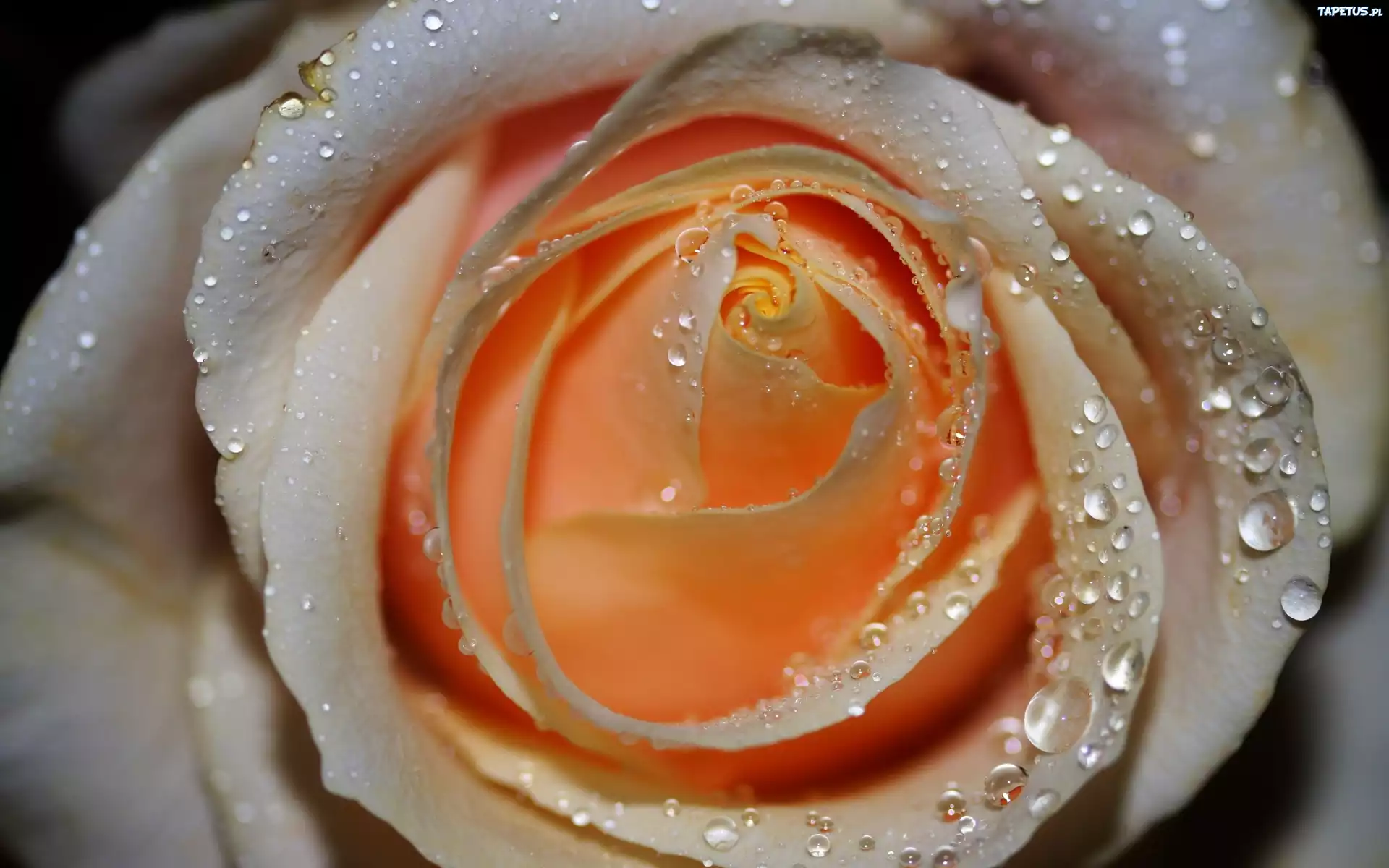 Róża, Herbaciana, Rosa