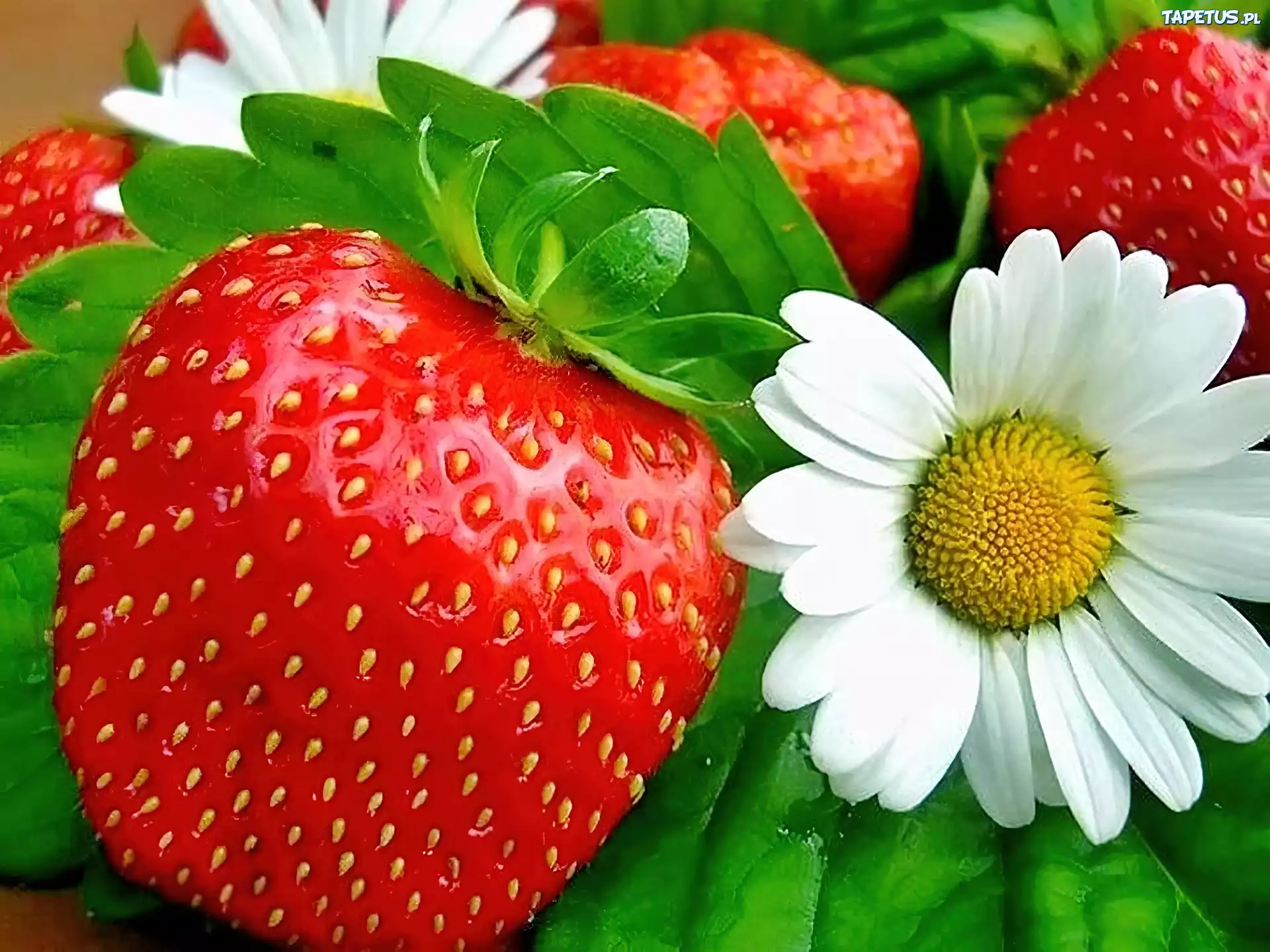 Truskawki, Margerytki