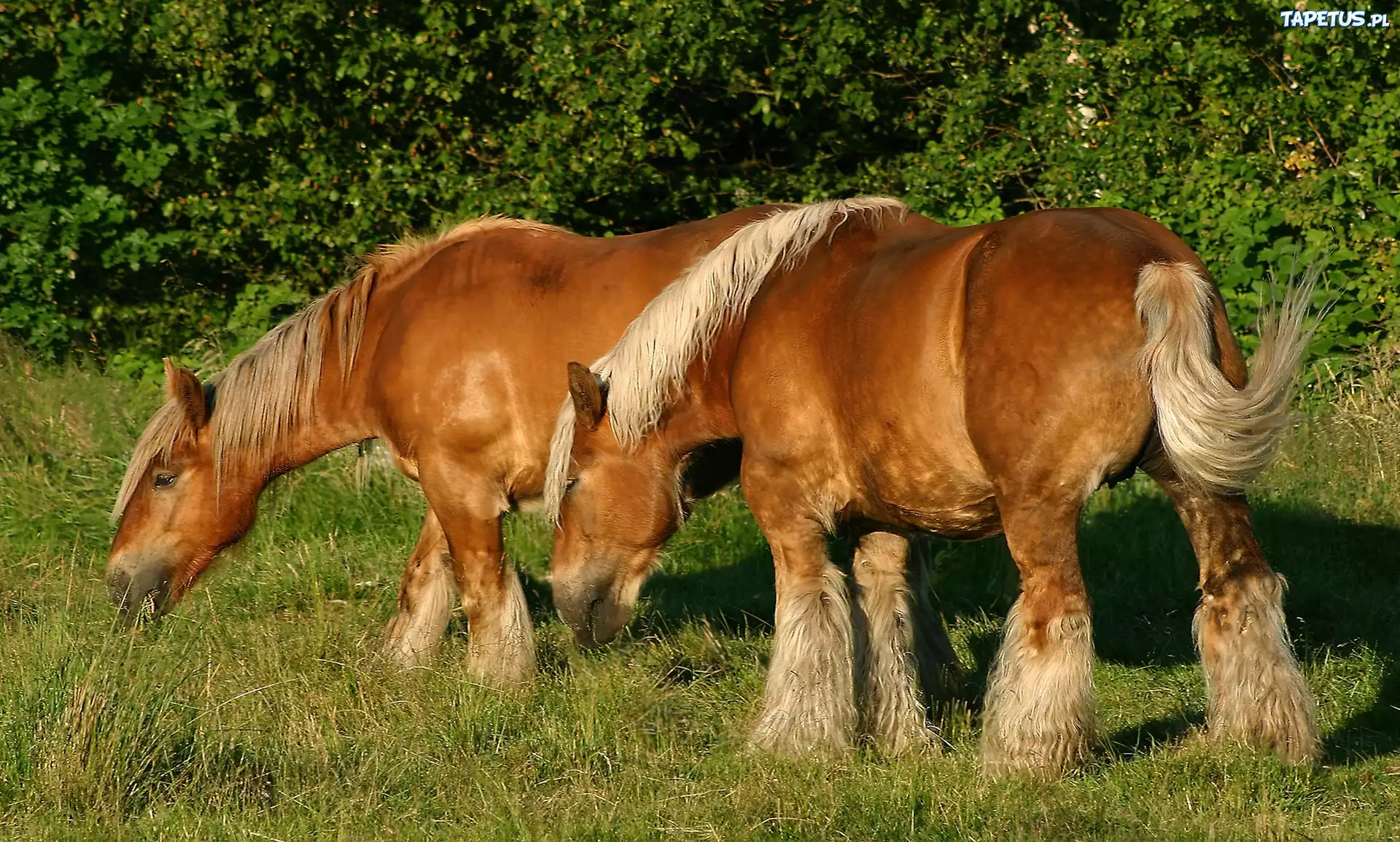 Konie, Trawa
