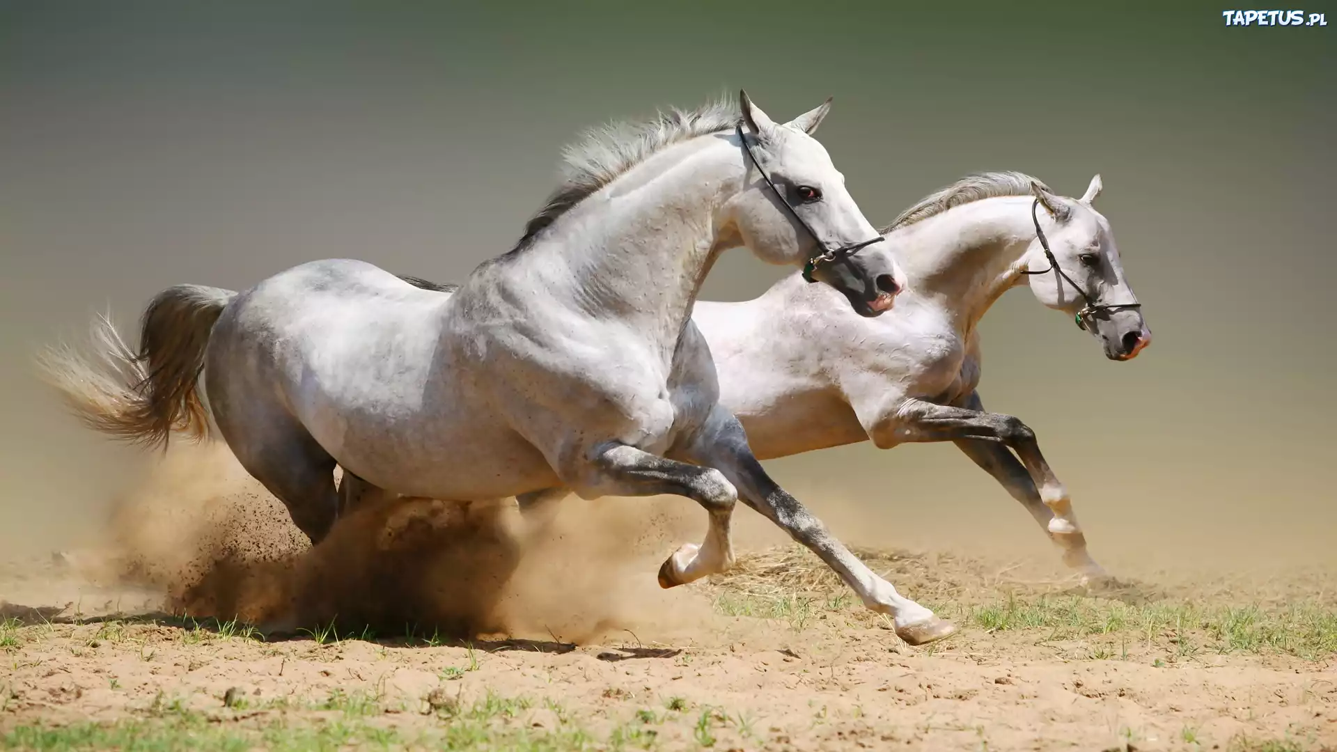 Konie, Galop