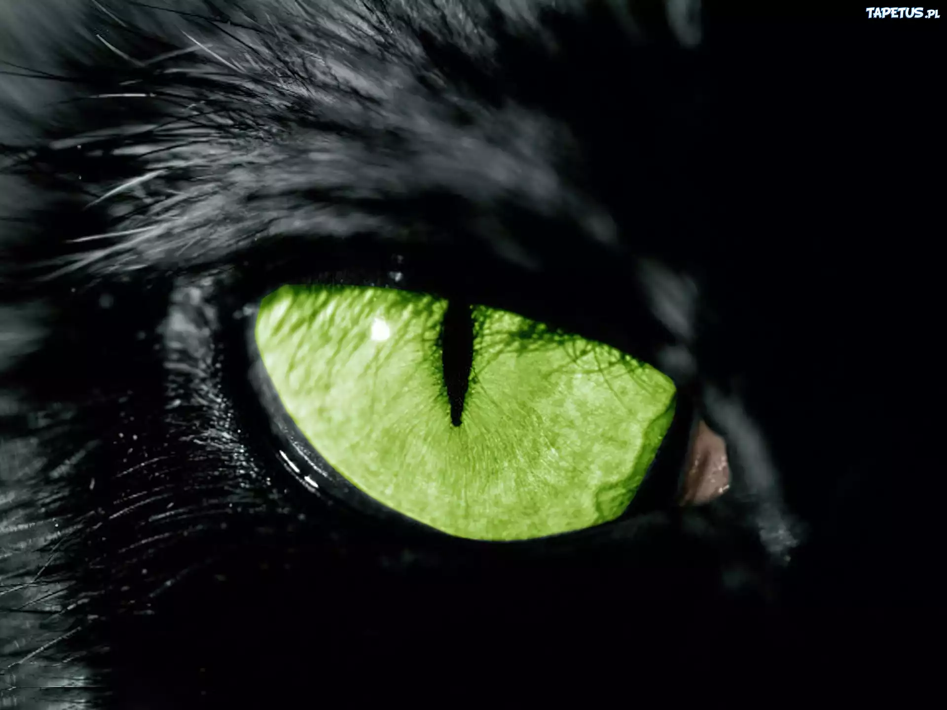 Черный зеленый глазками. Глаза кошки. Кошачий глаз. Пантера с зелеными глазами. Глаза пантеры.