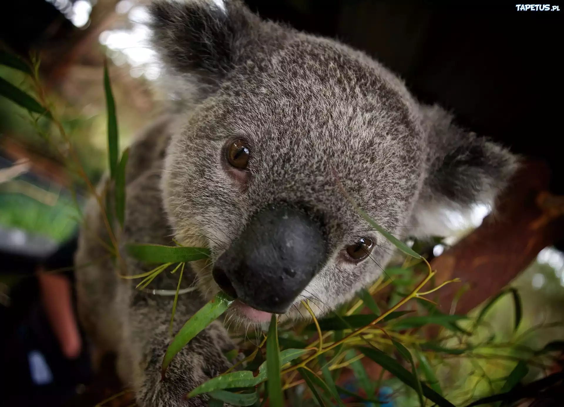 Miś, Koala, Drzewo