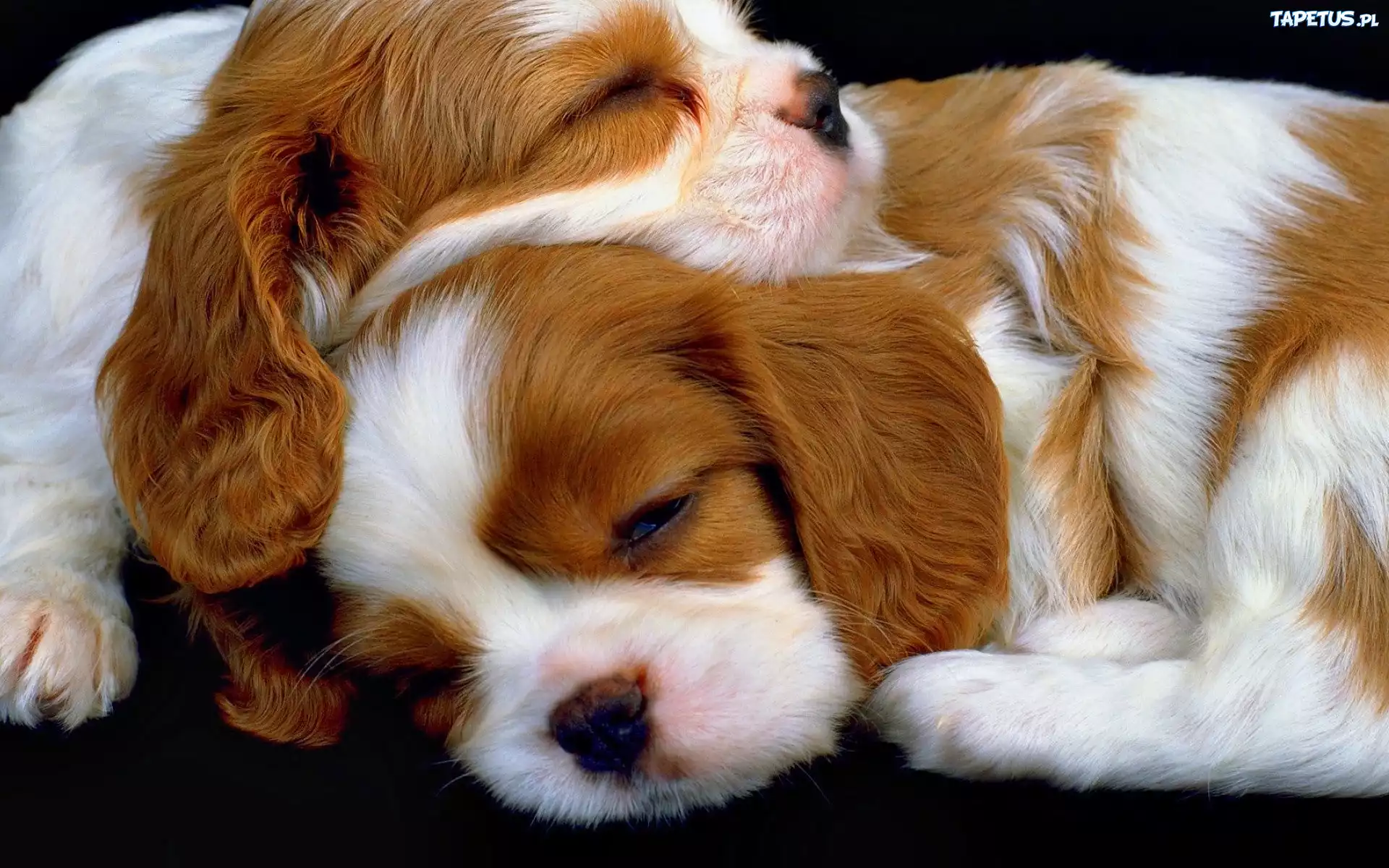 Śpiące, Szczeniaki, Rasa, Cavalier King Charles spaniel
