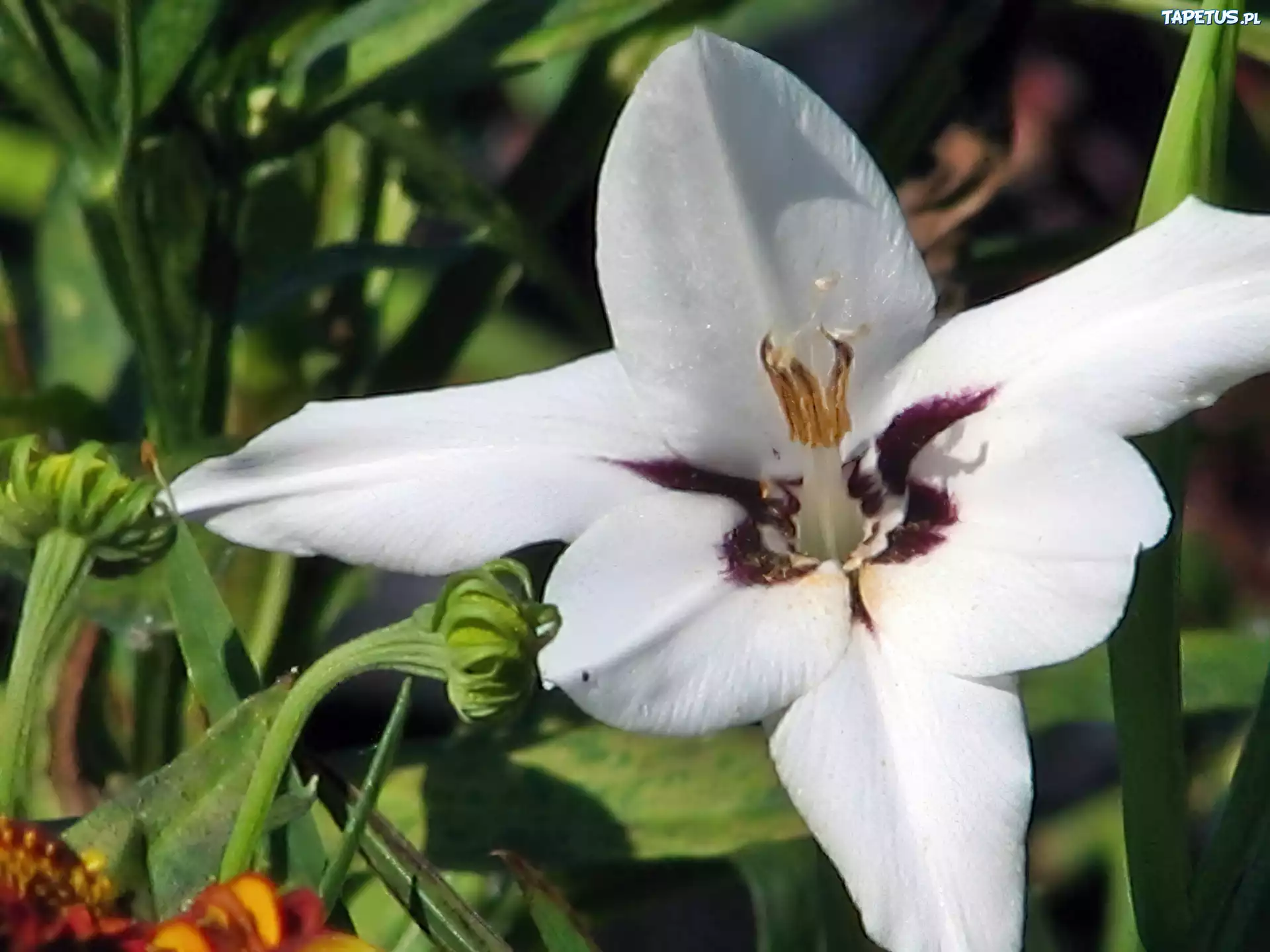 Acidanthera