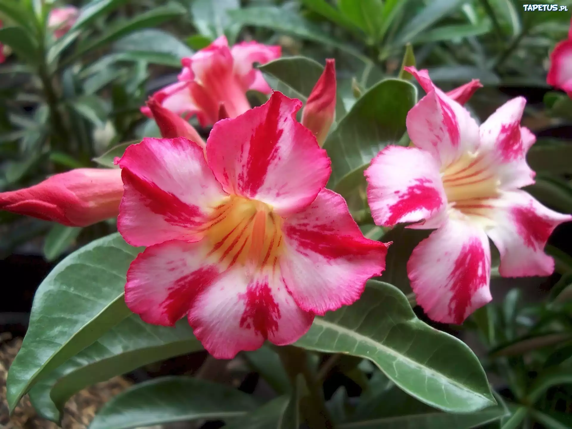 Adenium, Kwiaty