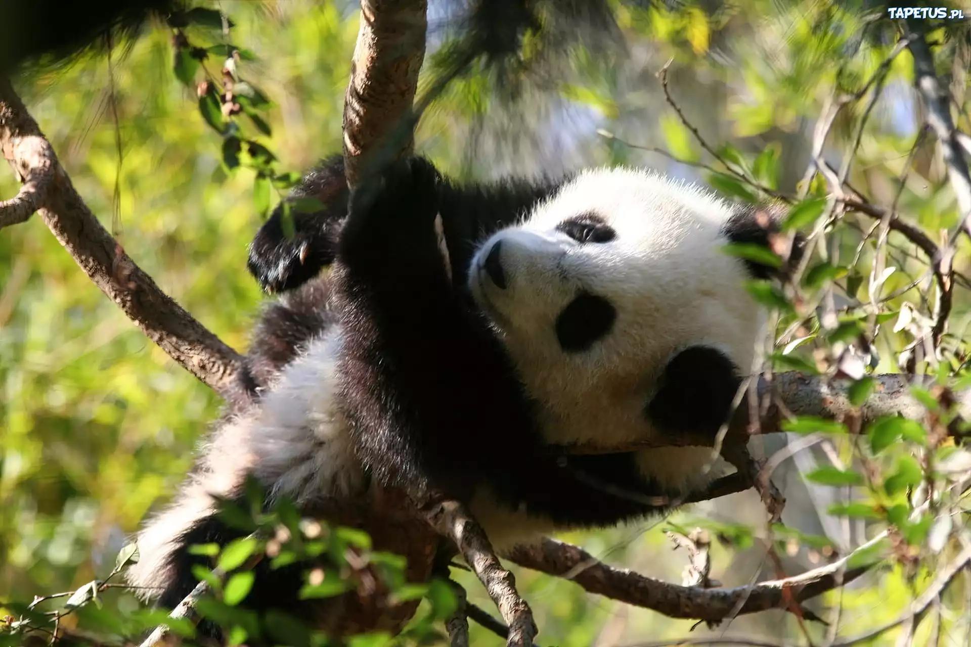 Miś, Panda, Konary, Drzew