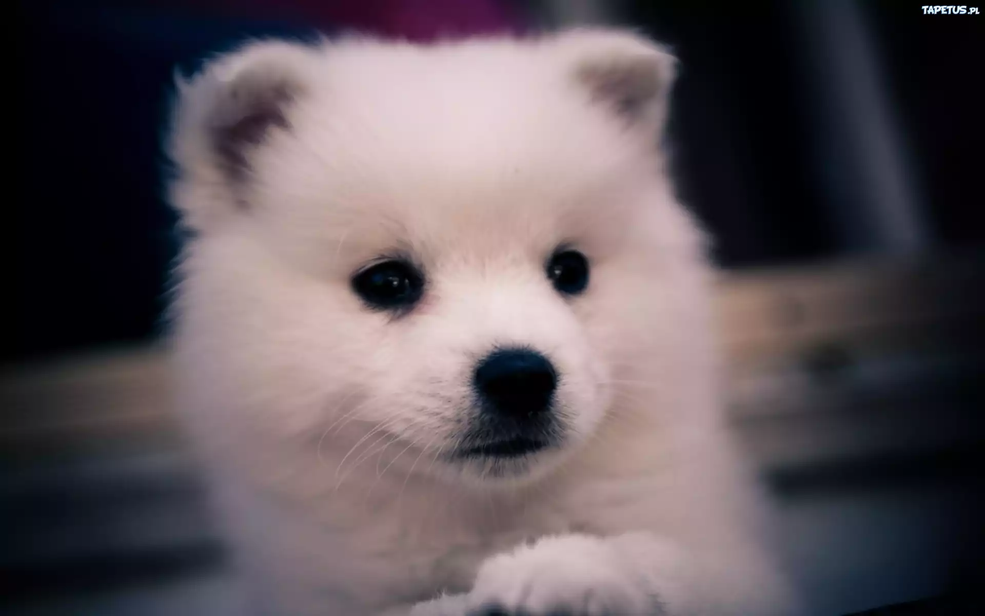 Słodki, Biały, Psiak, Bichon frise