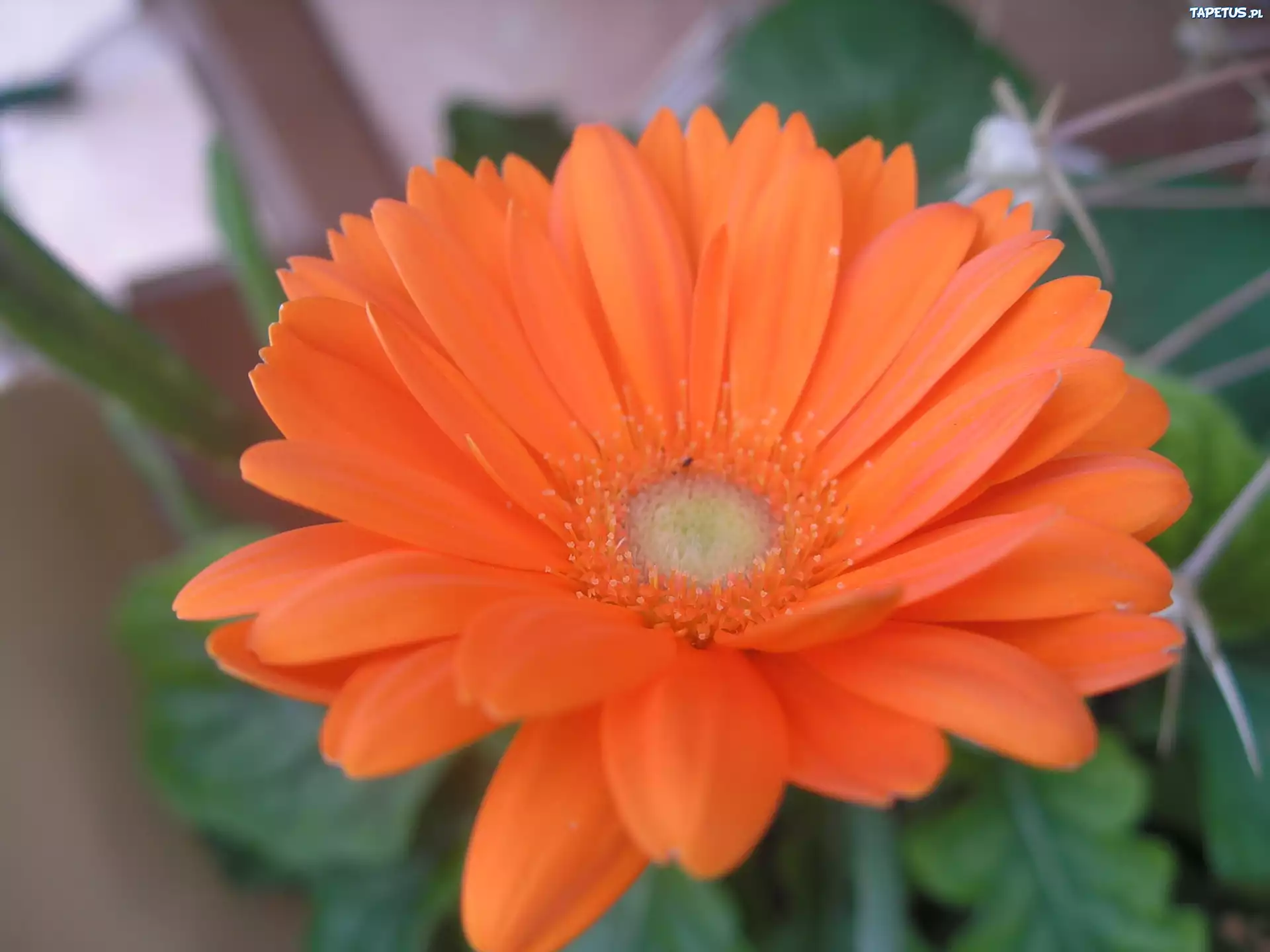 Pomarańczowa, Gerbera