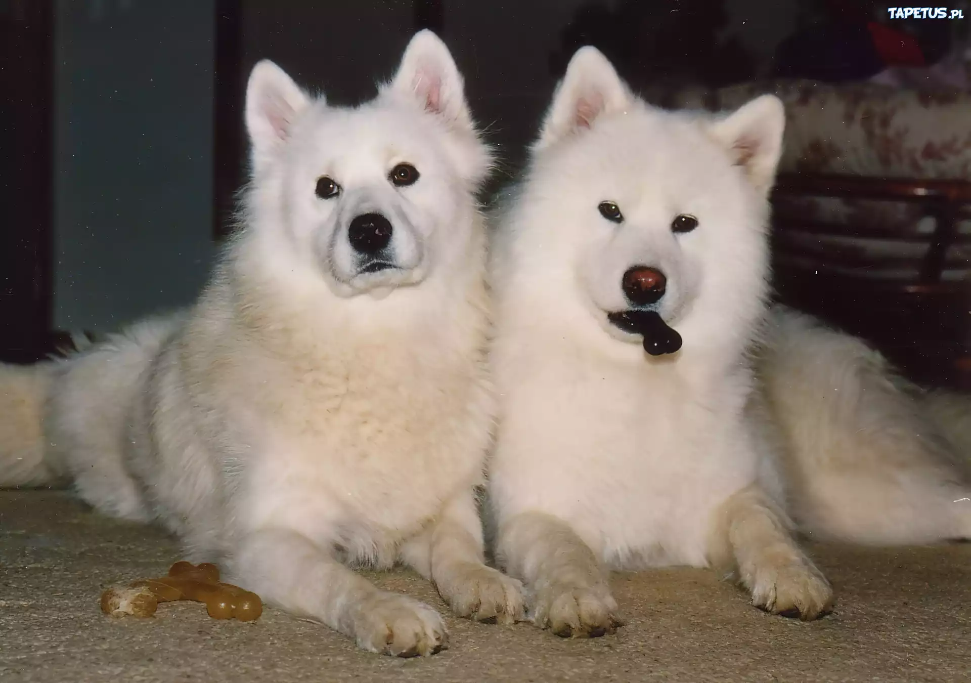 dwa, Samojedy, kostki