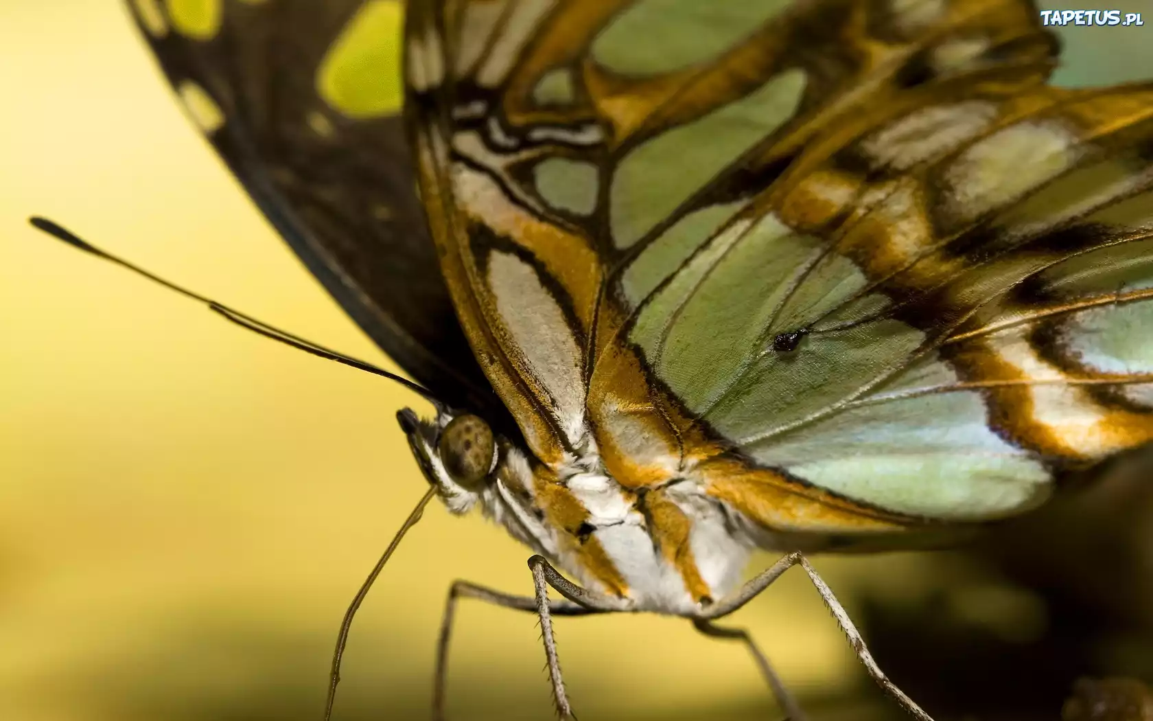 Motyl, Zbliżenie