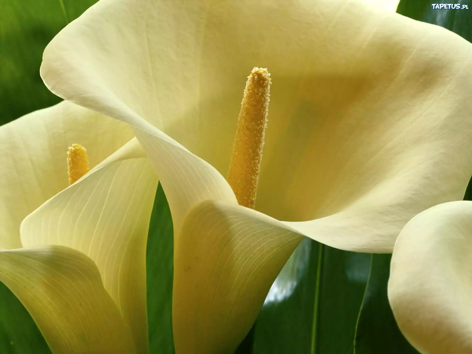Картинки цветов каллы. Калла Голд Краун. Белокрыльник (Калла). Calla Lily цветок.