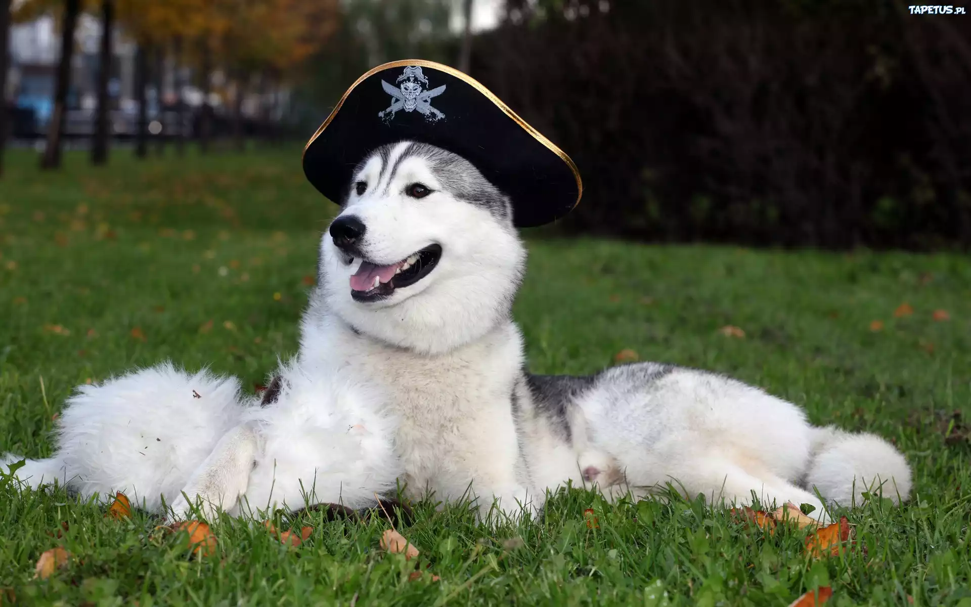 Siberian, Husky, Czapka, Kapitańska