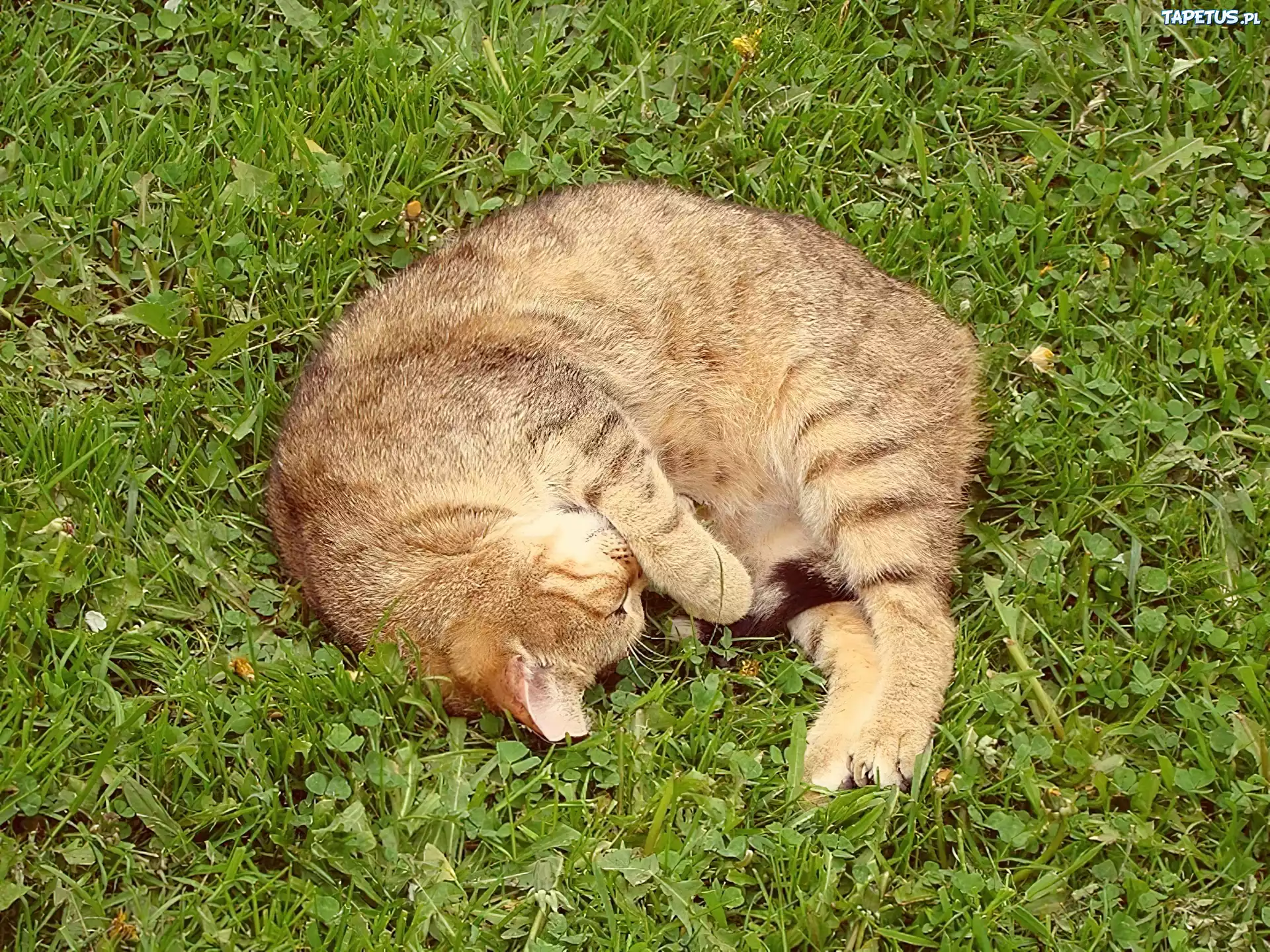 Kot, Trawa