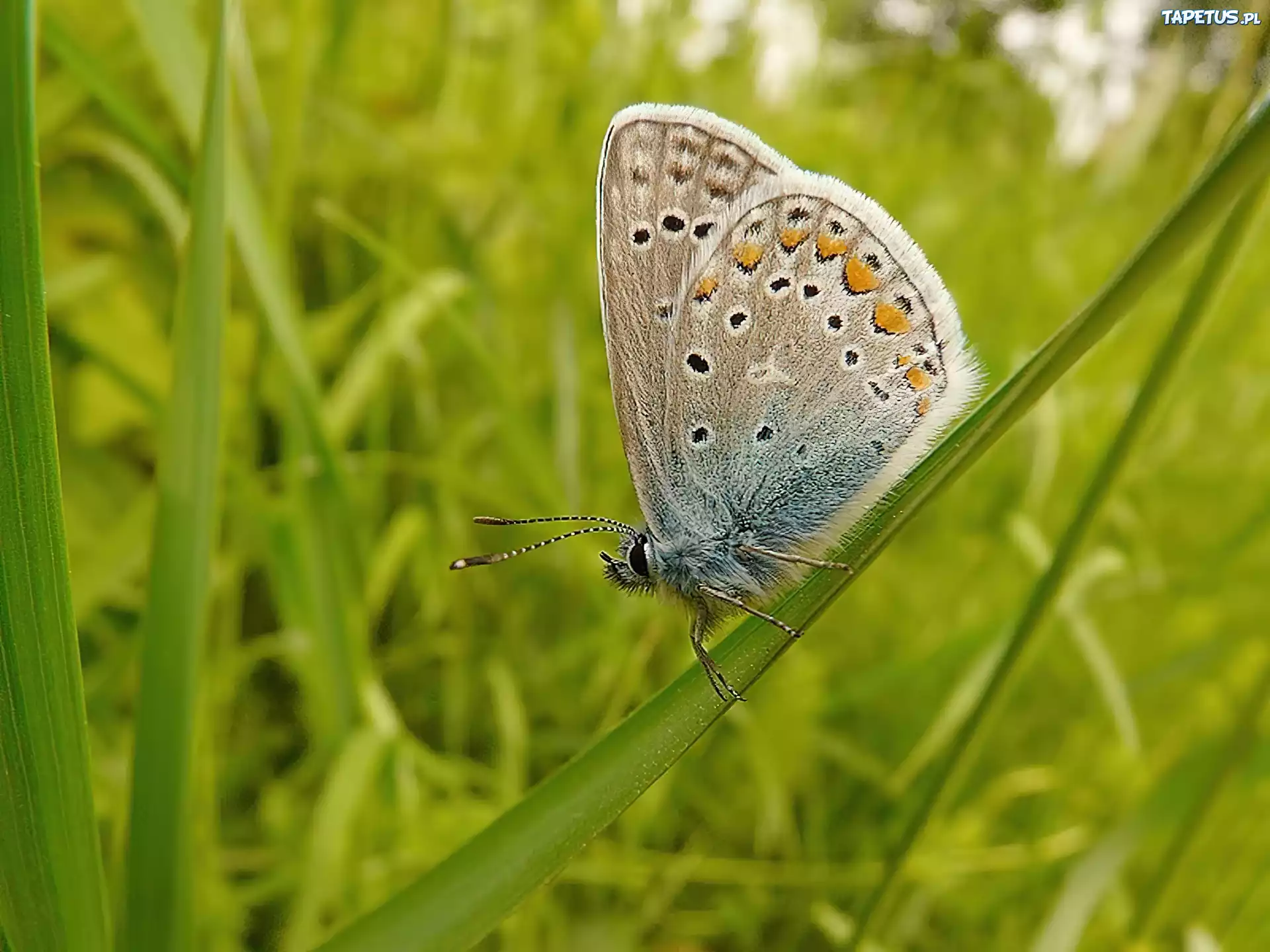 Motyl, Źdźbło, Trawy