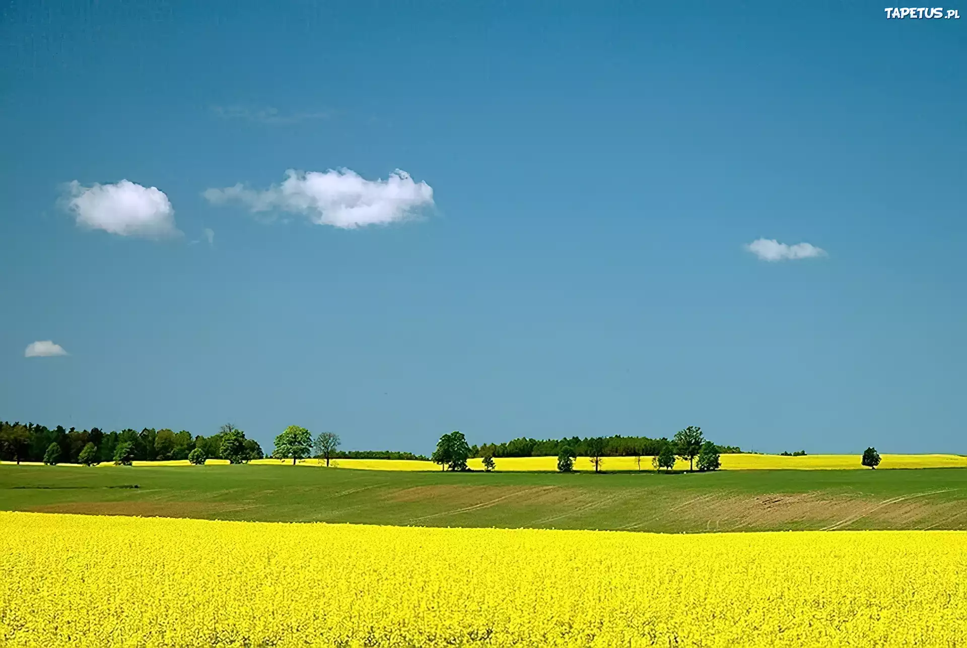 Rzepakowe, Pole, Warmia