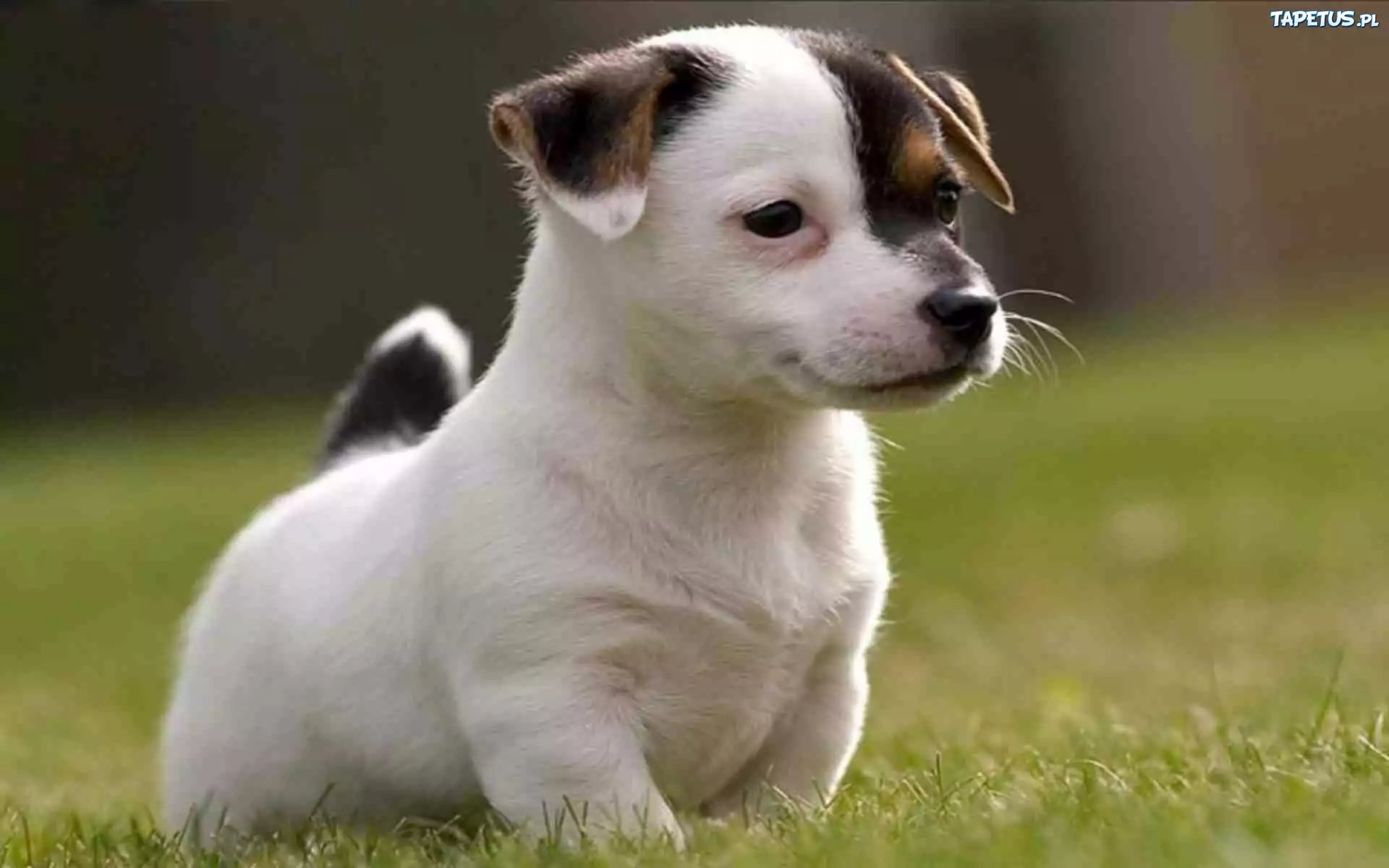 Szczeniak, Jack Russell Terrier