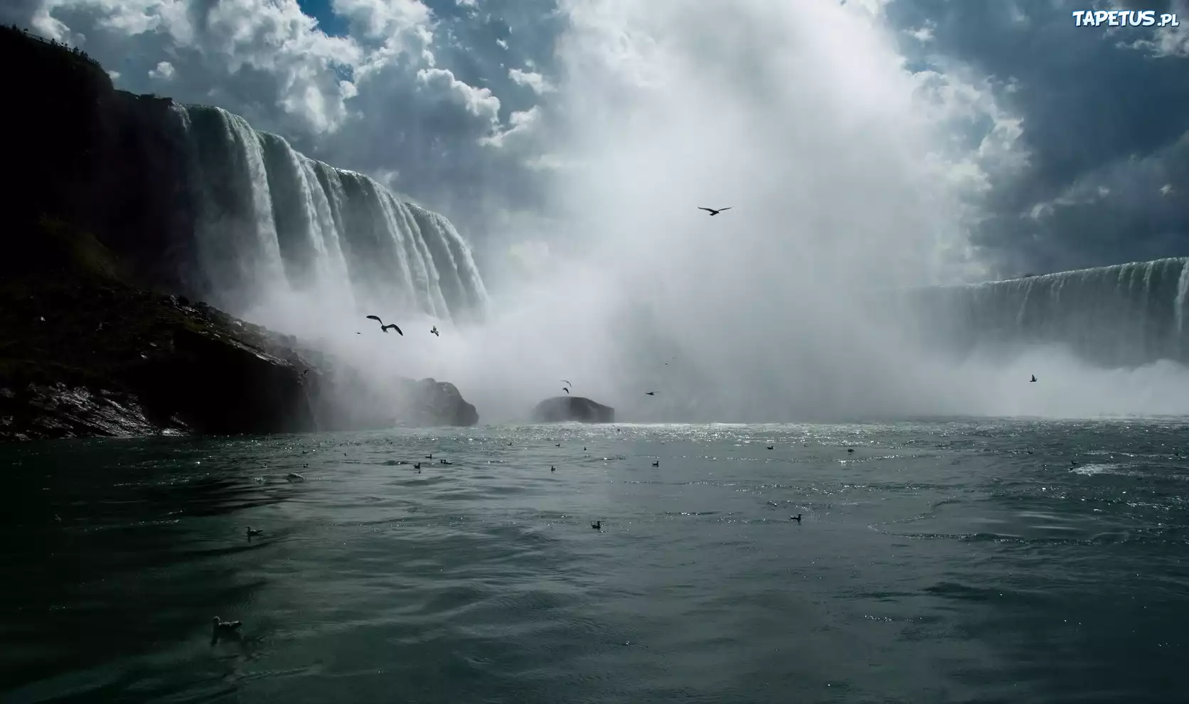 Wodospad, Niagara, Ptaki