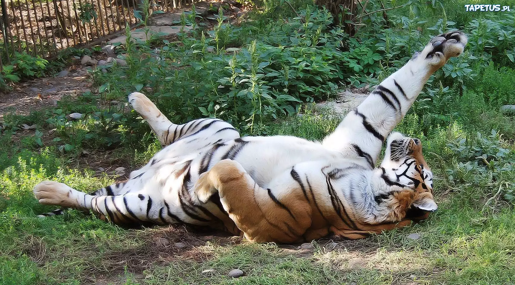 Tygrys, Zabawa, ZOO