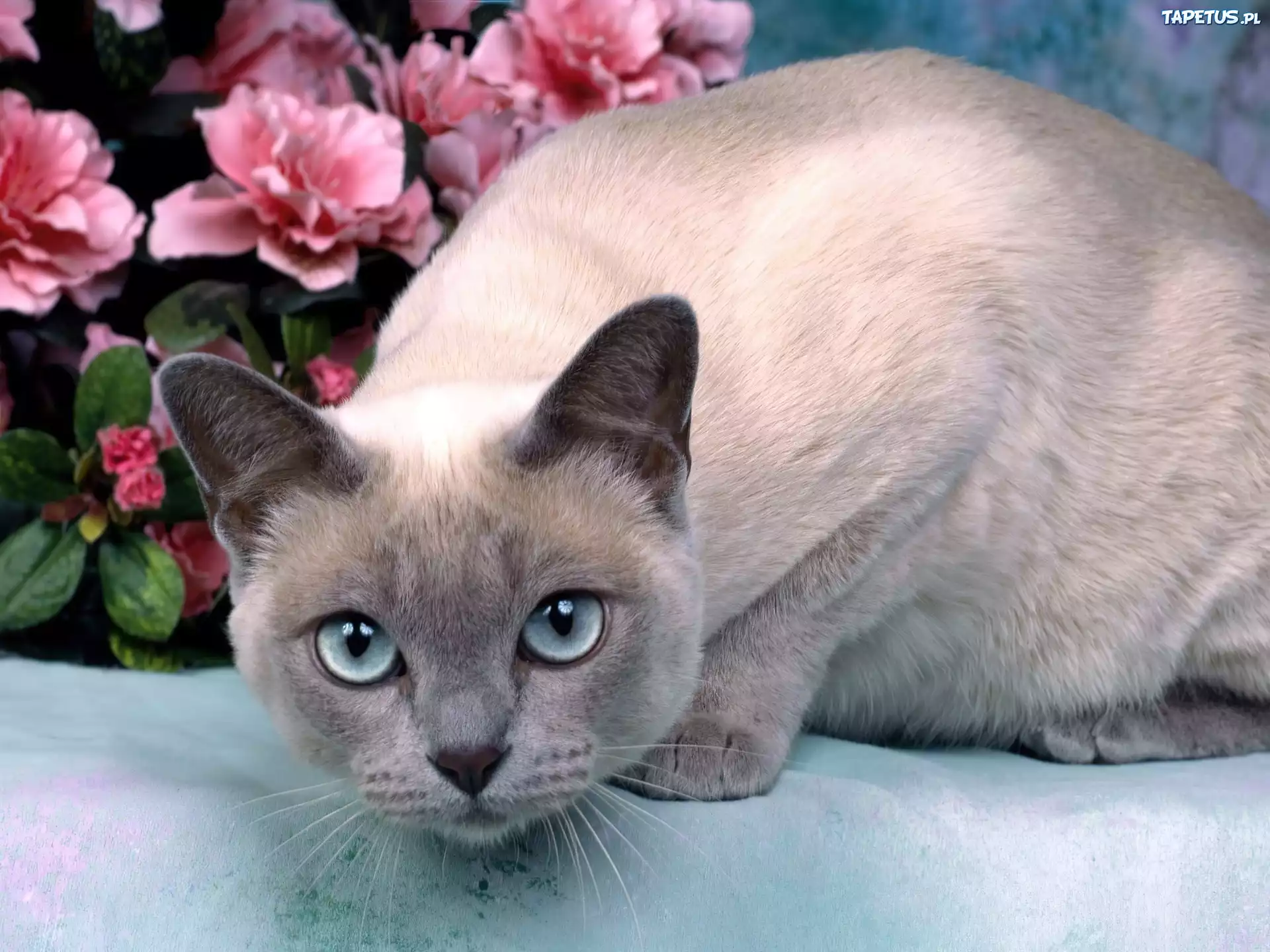 Kot, Mink Tonkinese