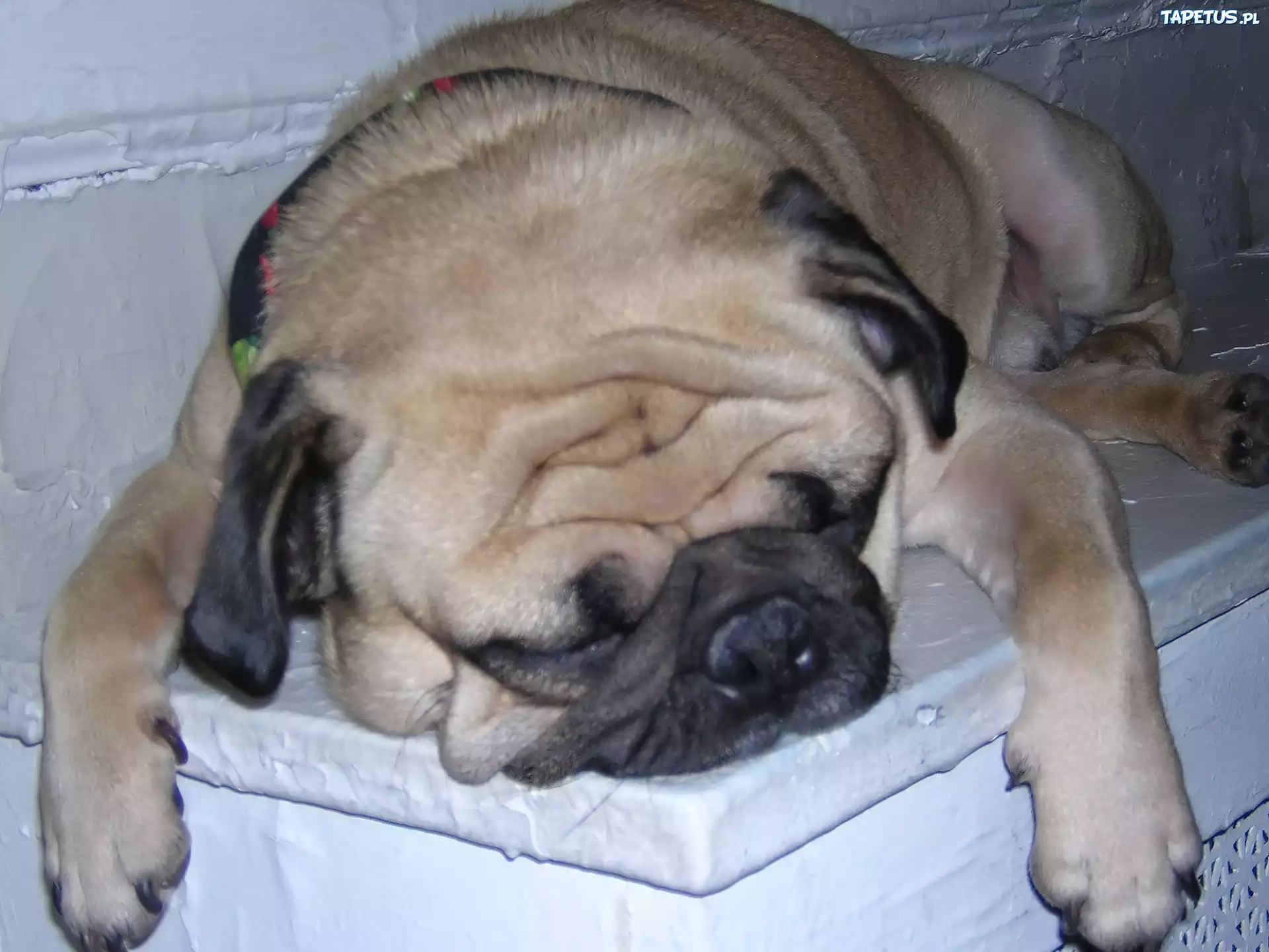śpiący, Mops