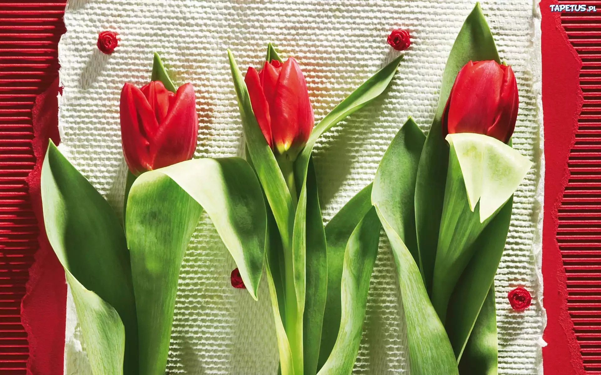 Kompozycja, Kwiaty, Tulipany