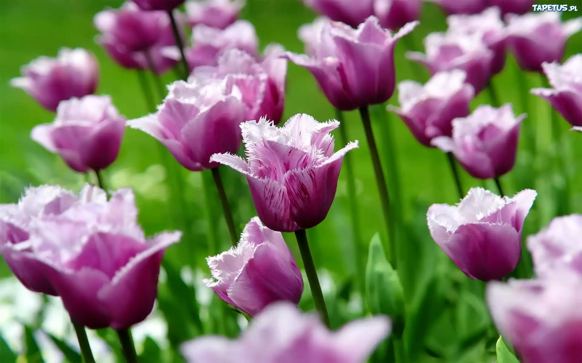 Fioletowo, Różowe, Tulipany