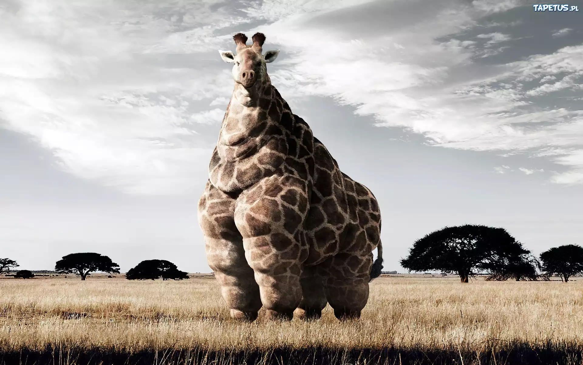 Какое животное самое толстое. Самый толстый Жираф. Огромные животные. Самый большой Жираф в мире.